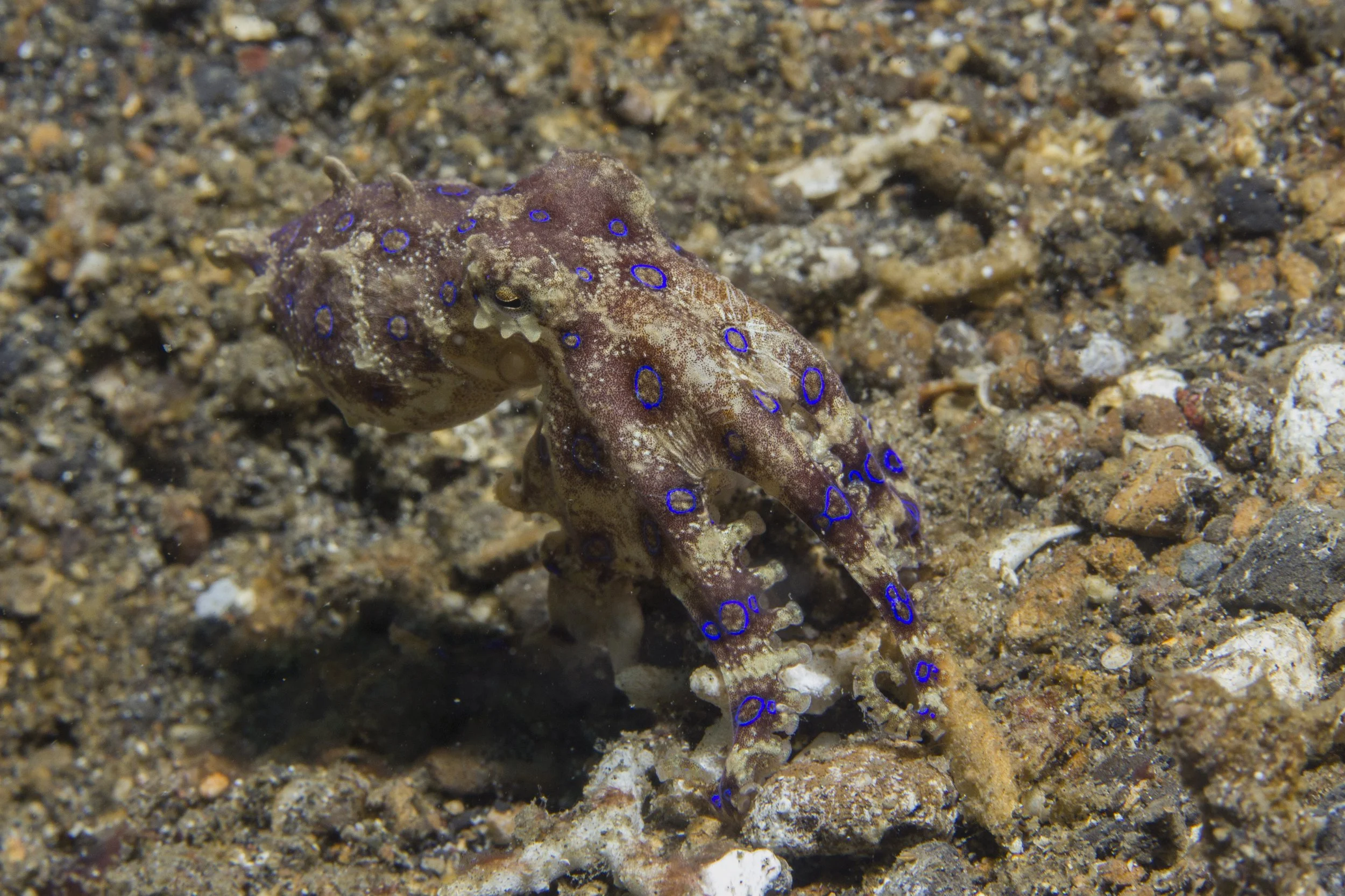 Lembeh_IMG_0078.jpg