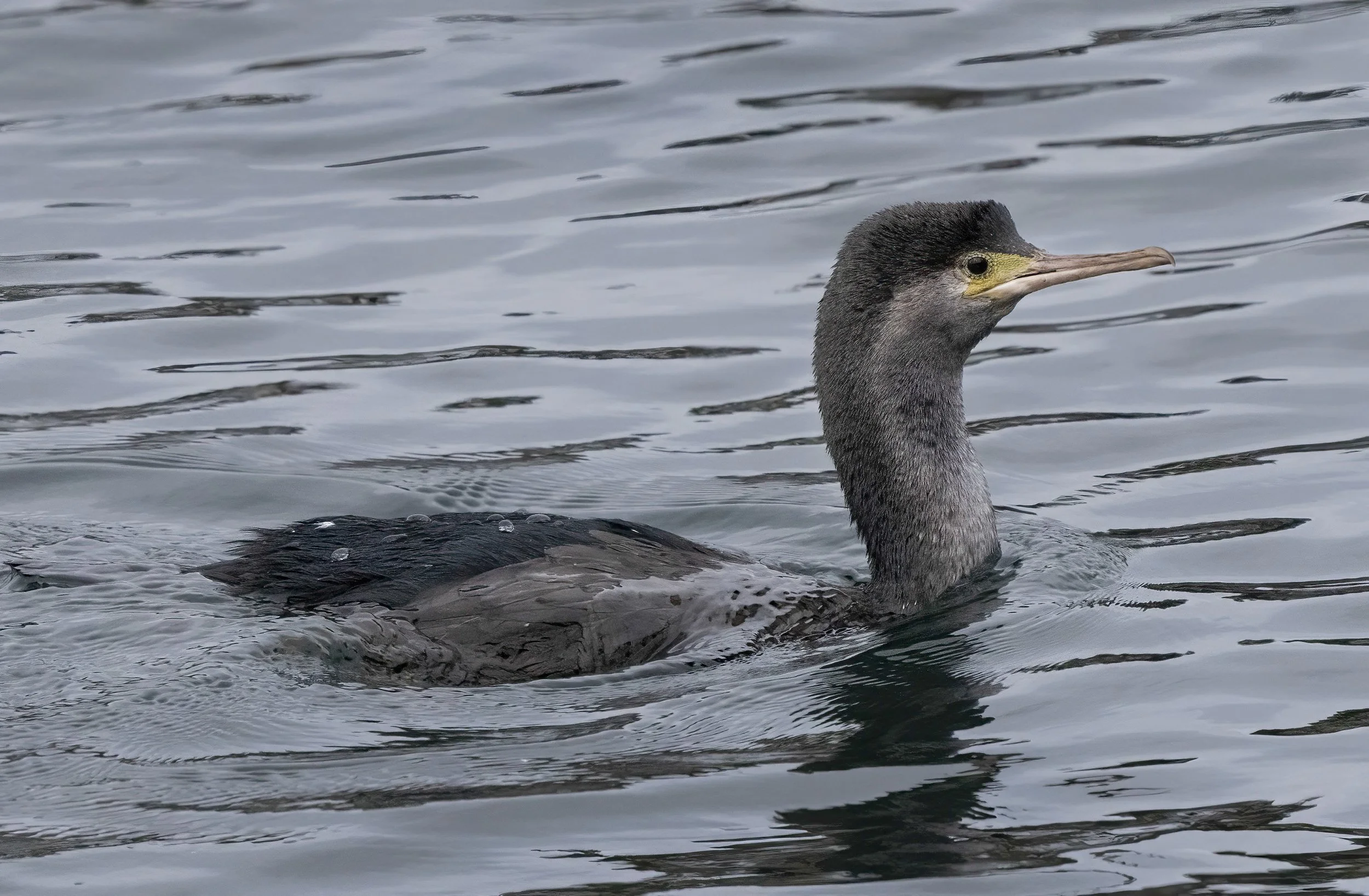 Spotted Shag