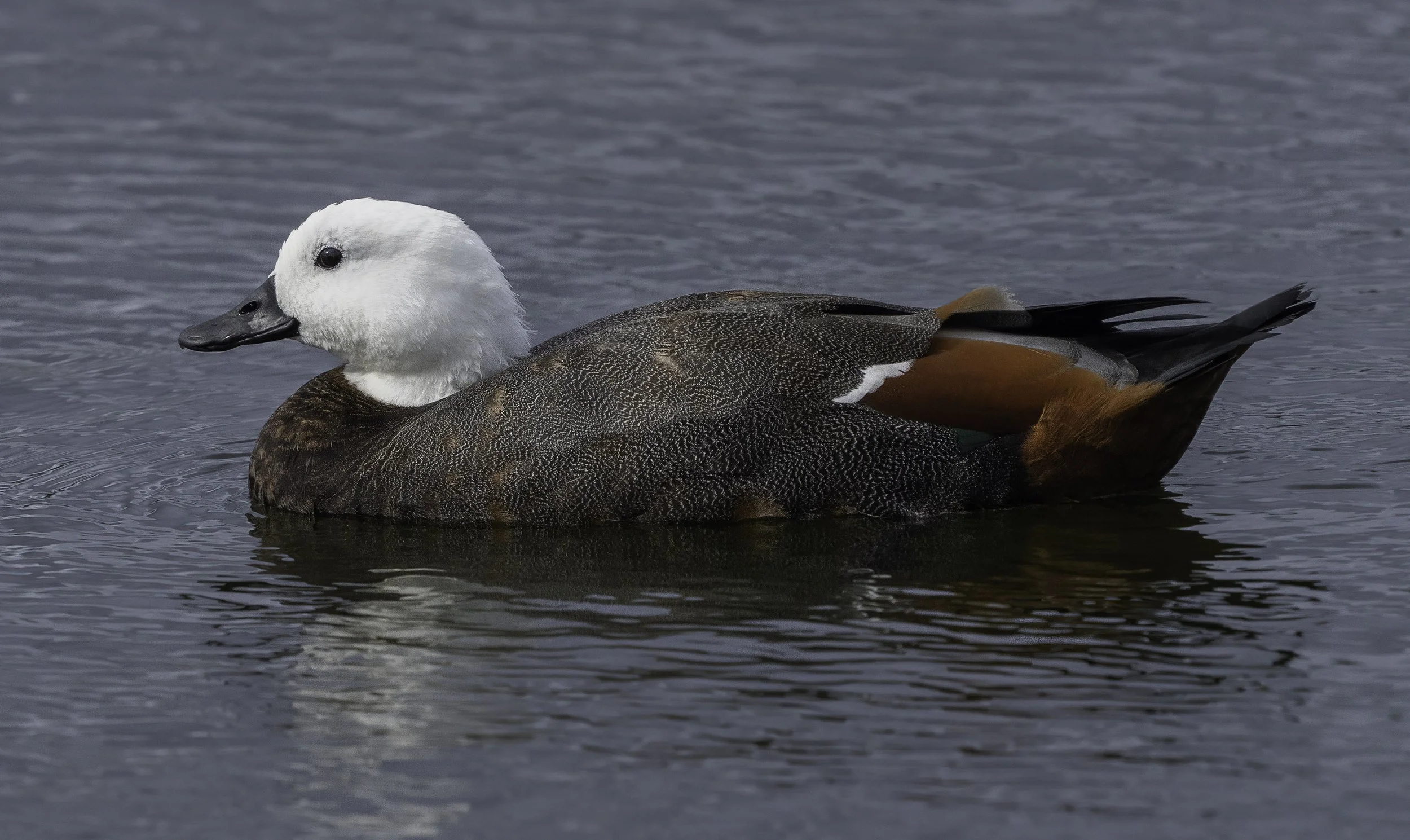 Paradise Shelduck