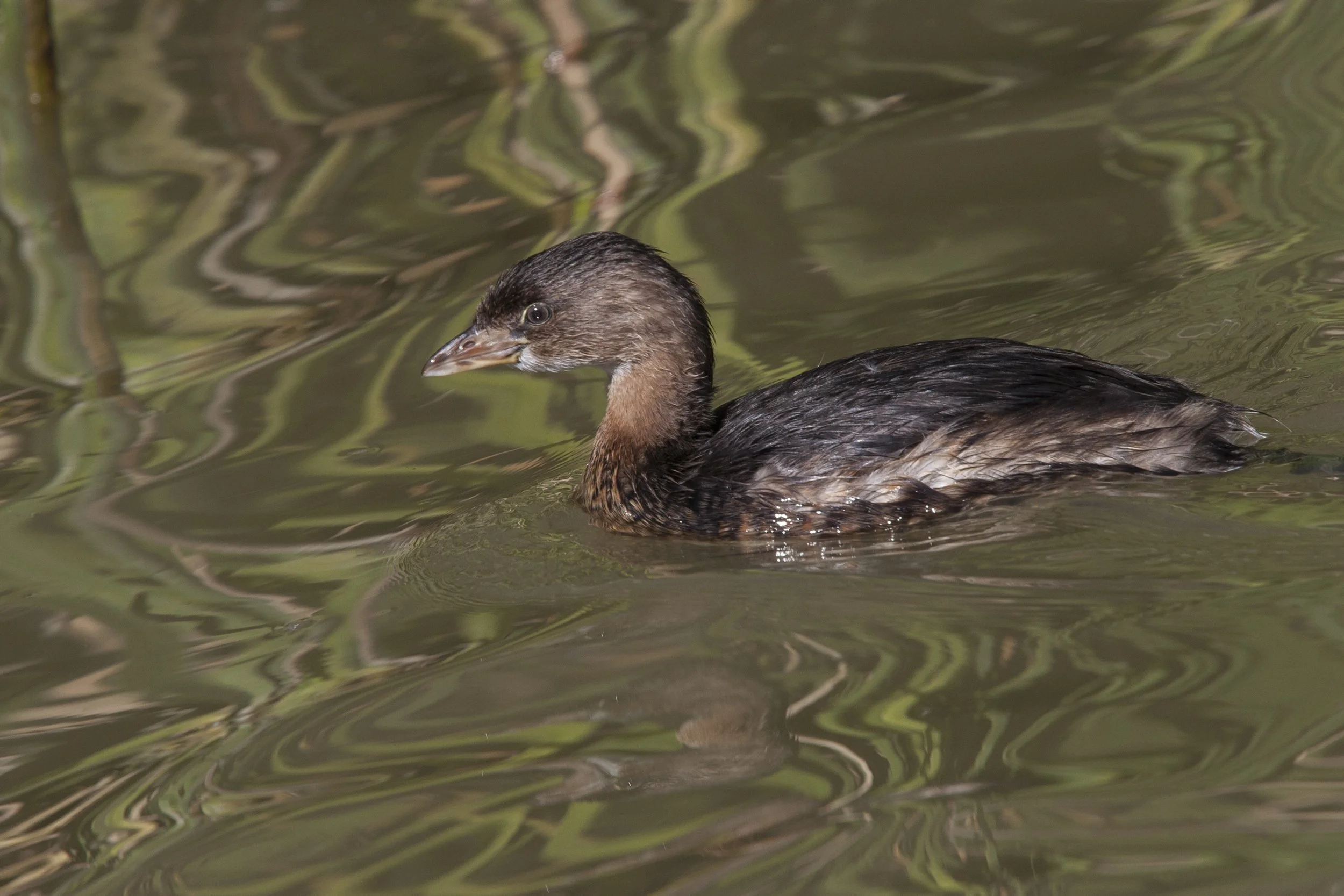 Pied Bill Grebe