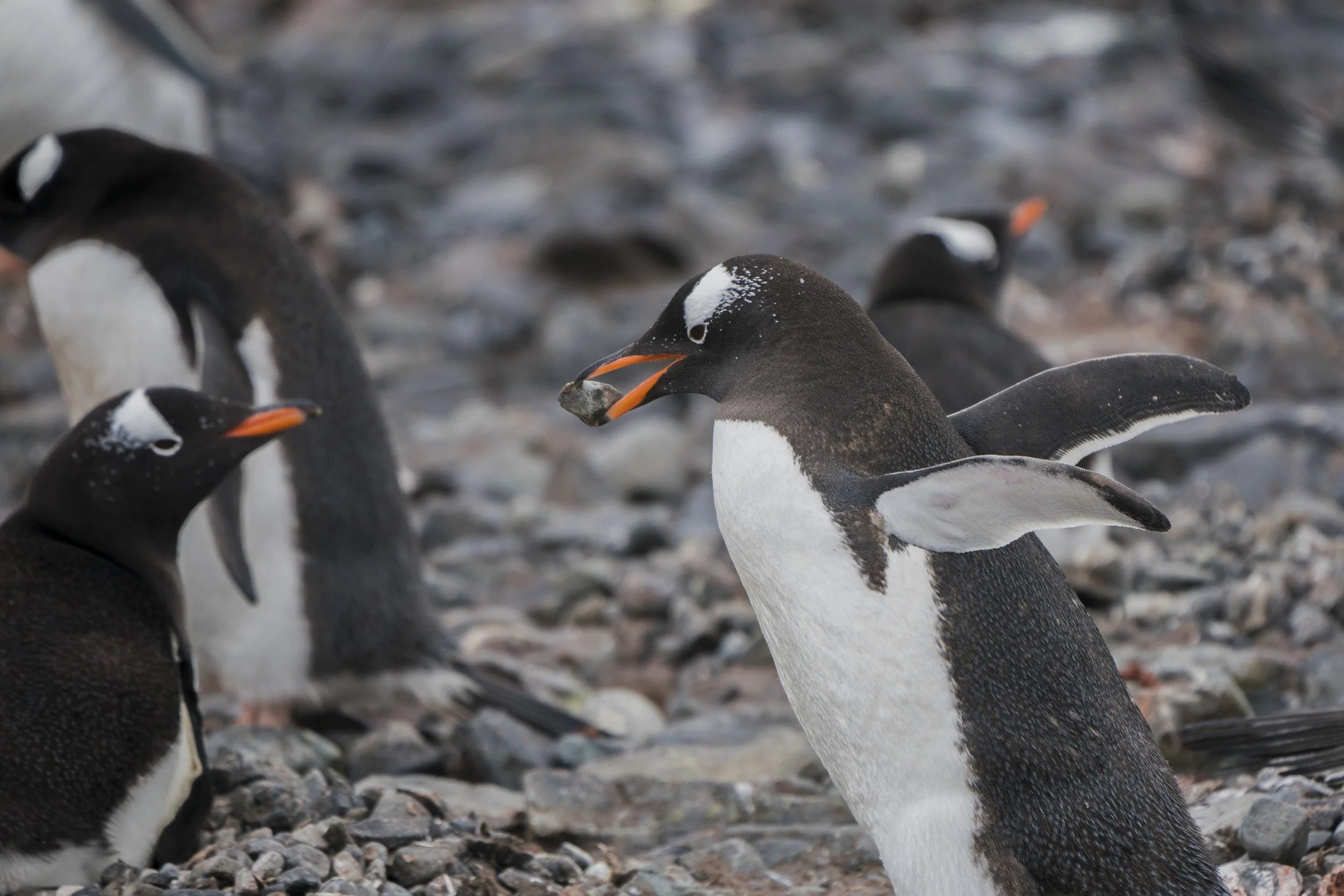Gentoo Penguin