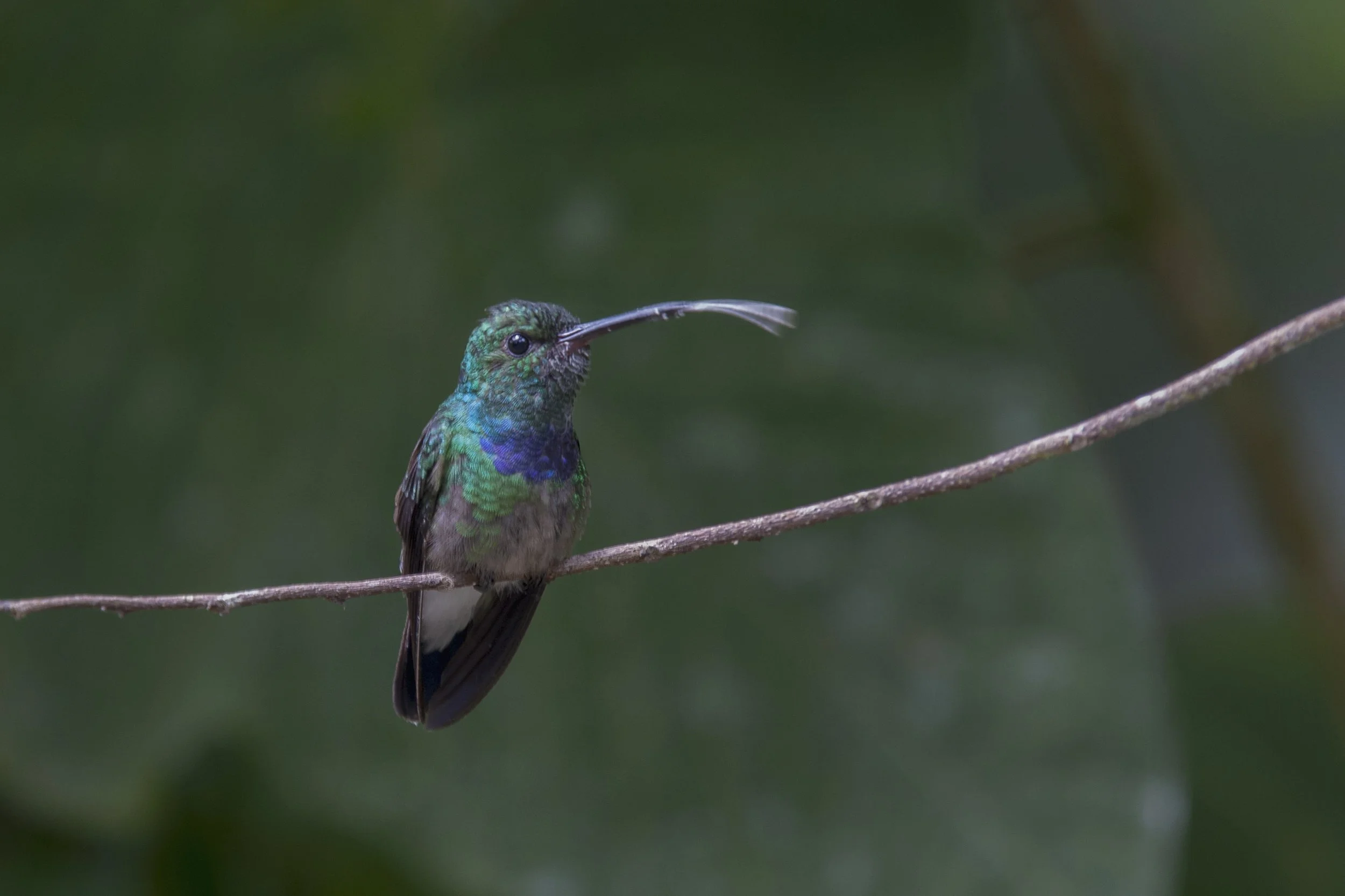 Blue Chested Hummingbird