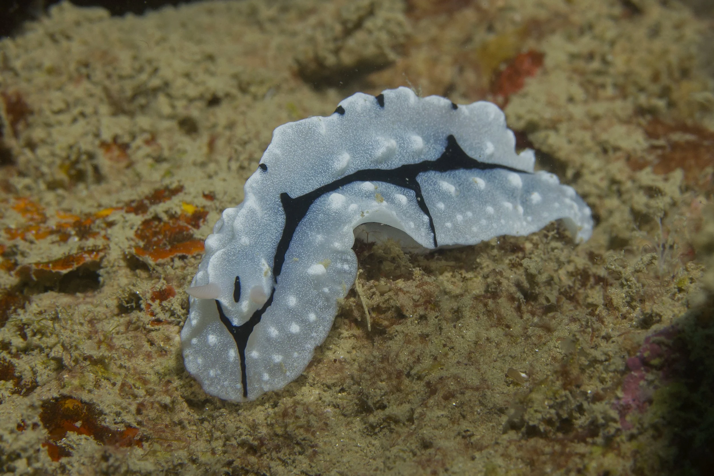 Halmahera_IMG_1128.jpg