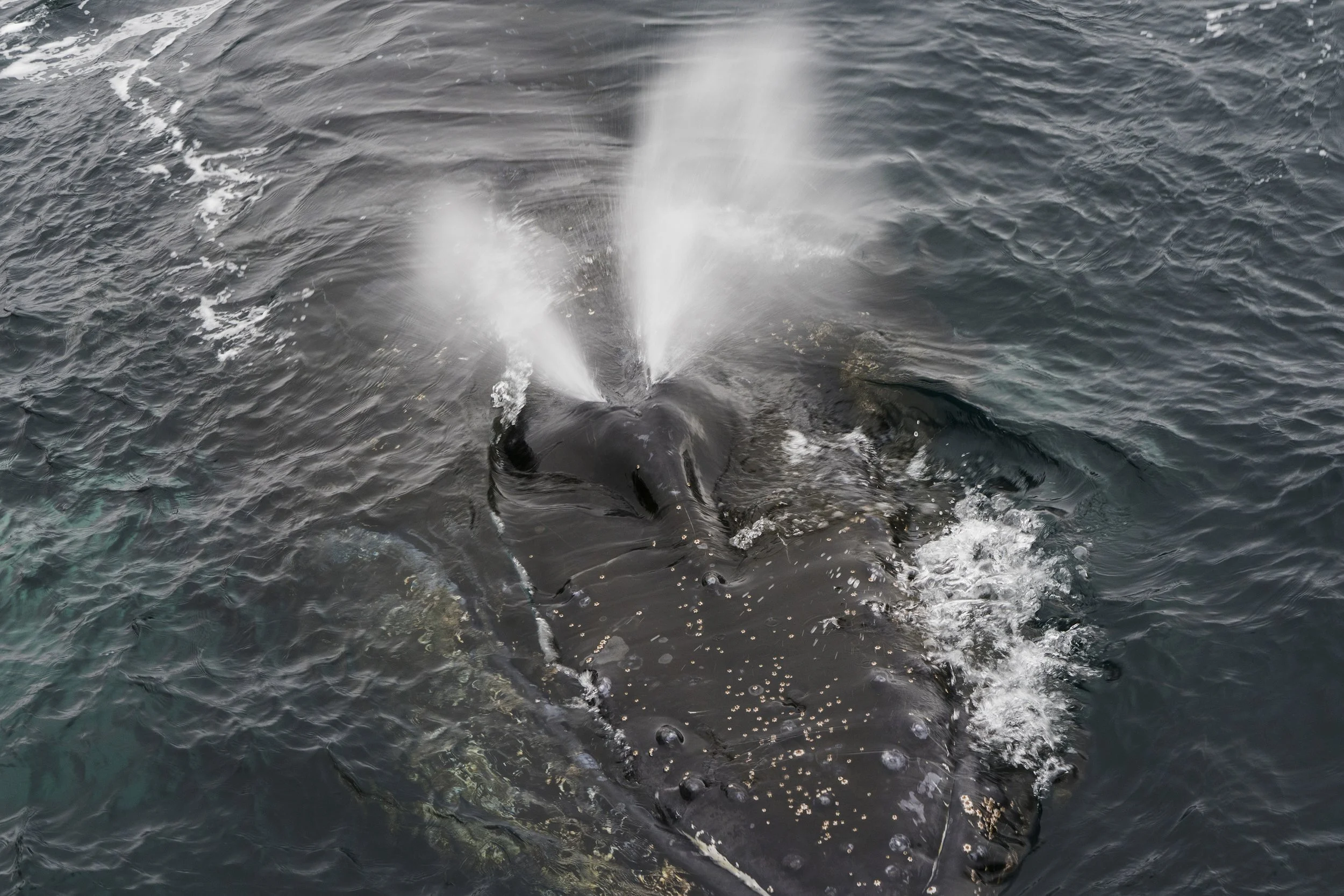Humpback Whale
