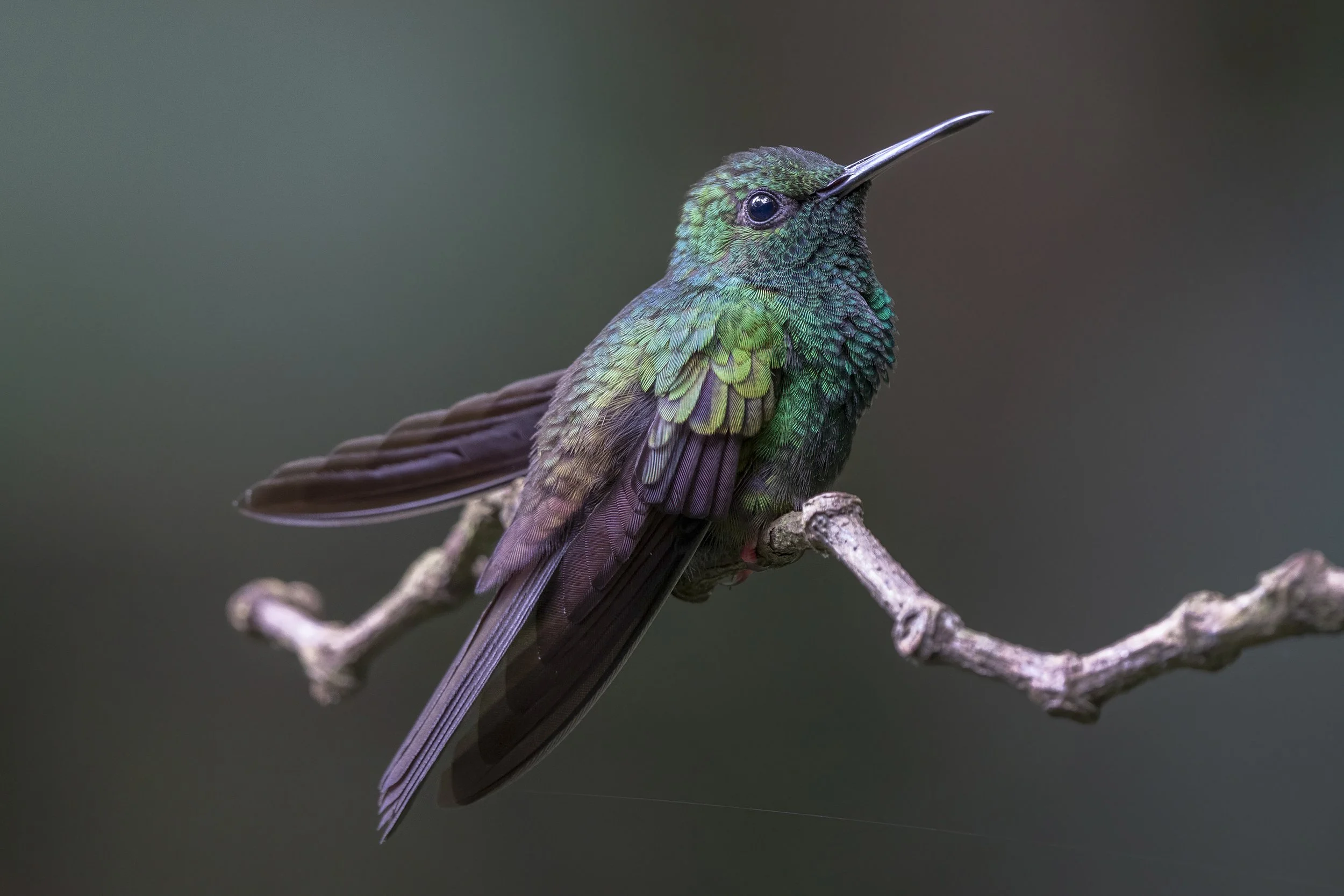 Bronze-tailed Plumeleteer 