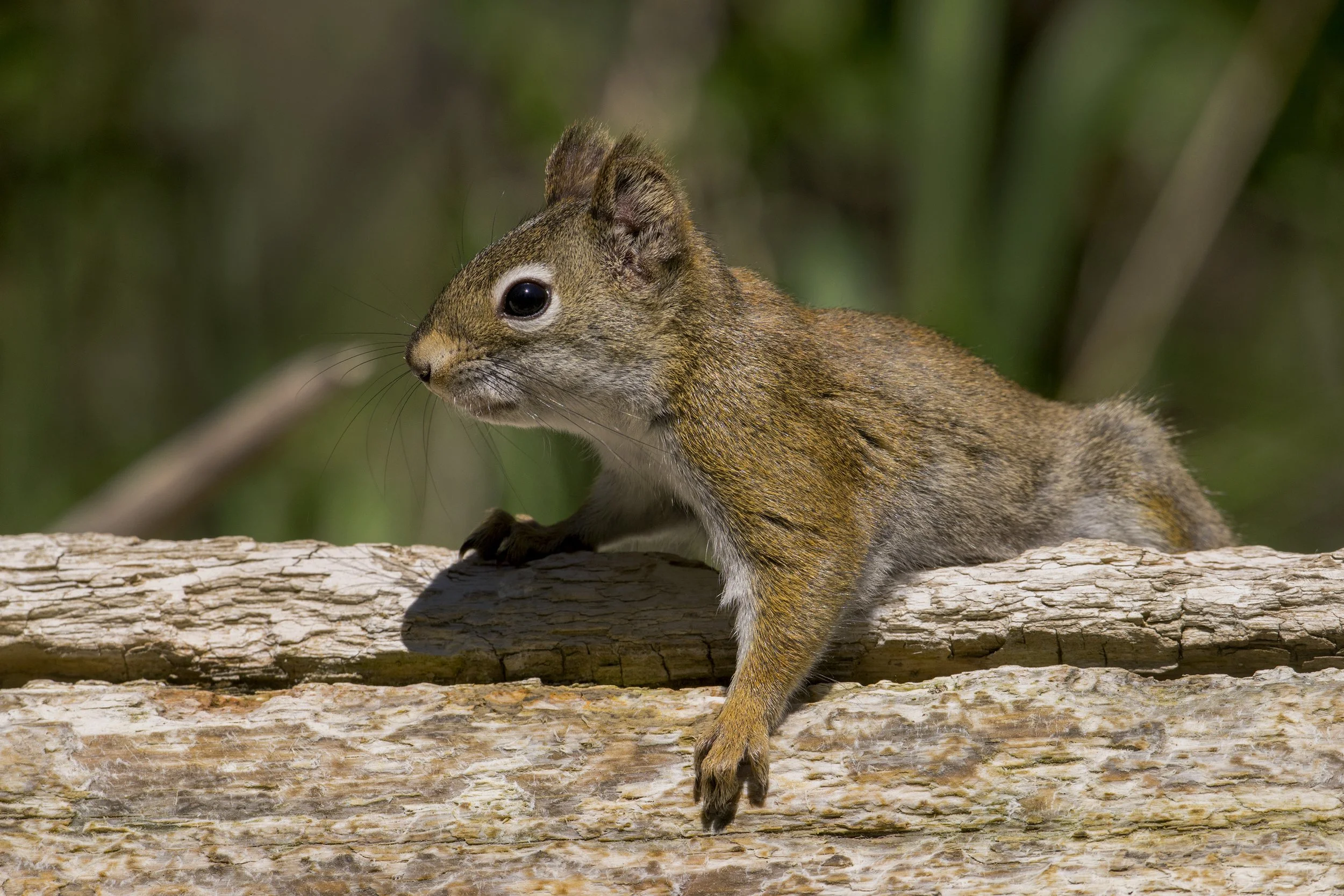 Red Squirrel, NM