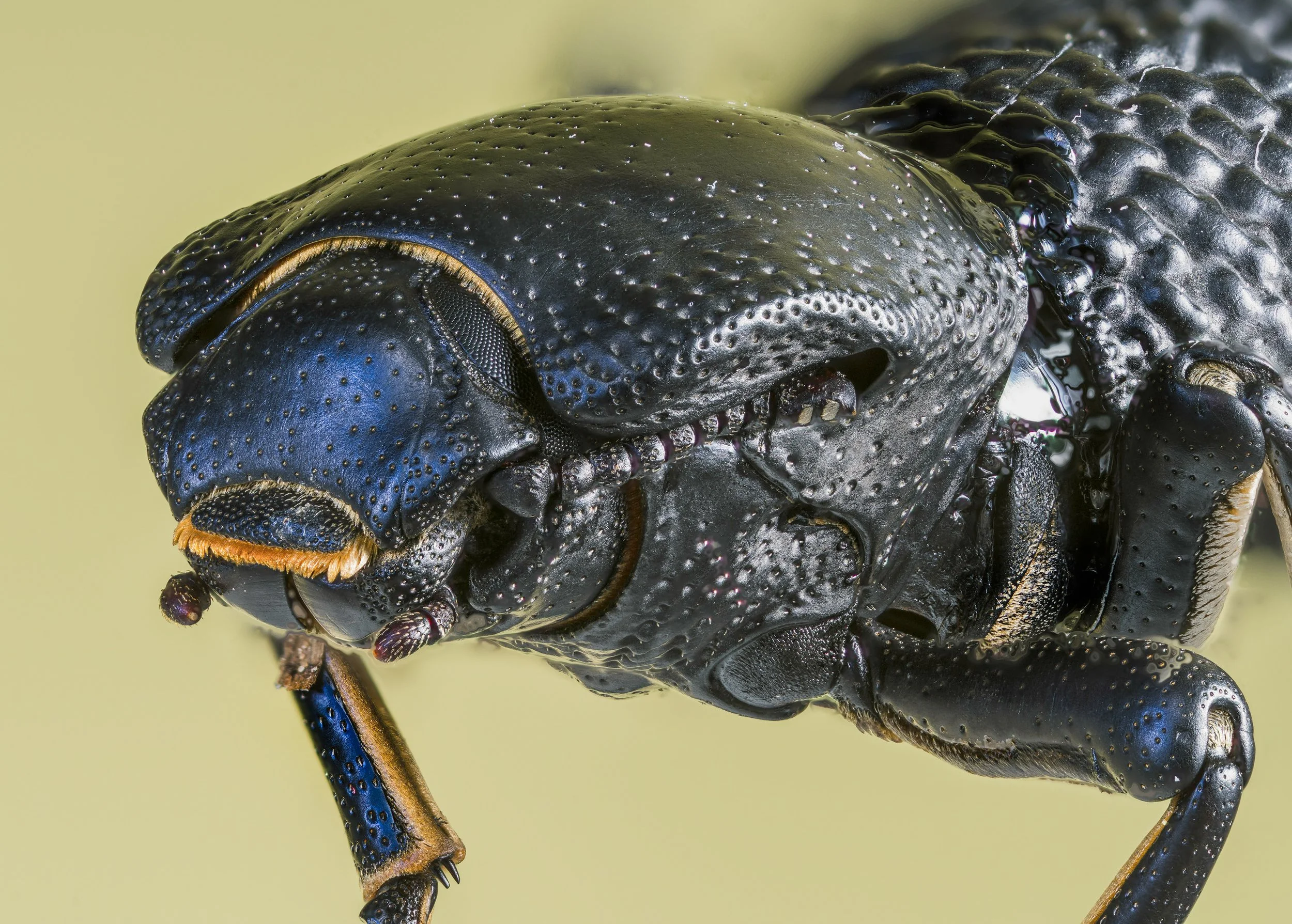 Ironclad_Beetle_Zopherus_concolor?.jpg