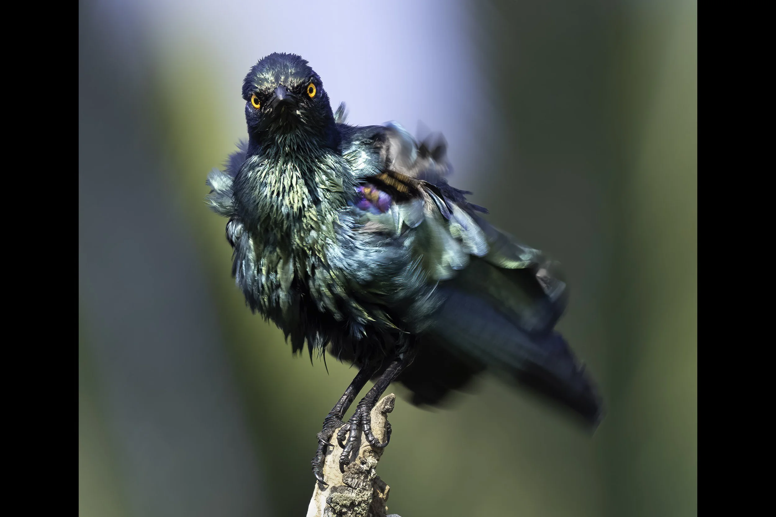 Cape Starling