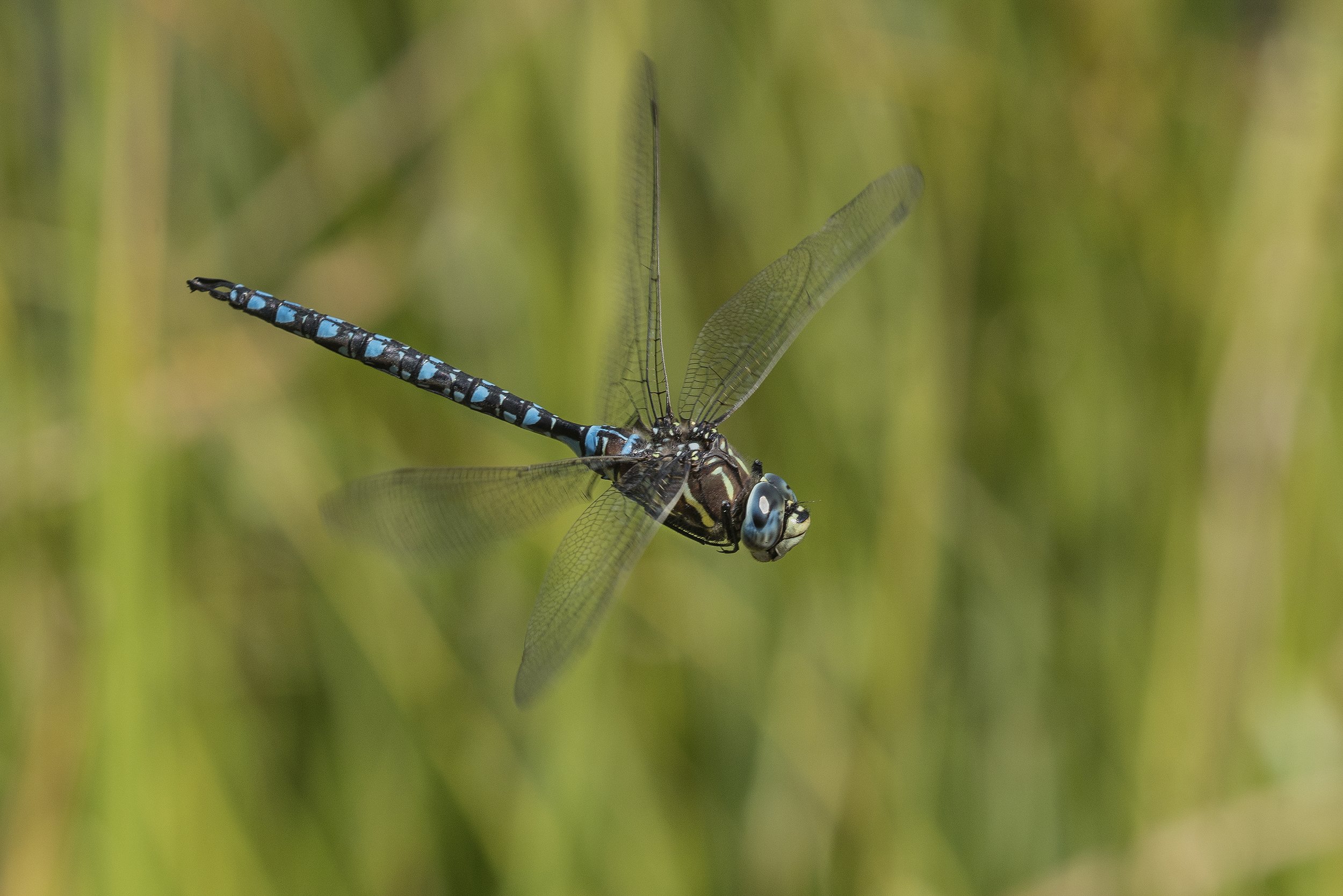 Shadow Darner  (Aeshna umbrosa)_DSC04843 copy.jpg