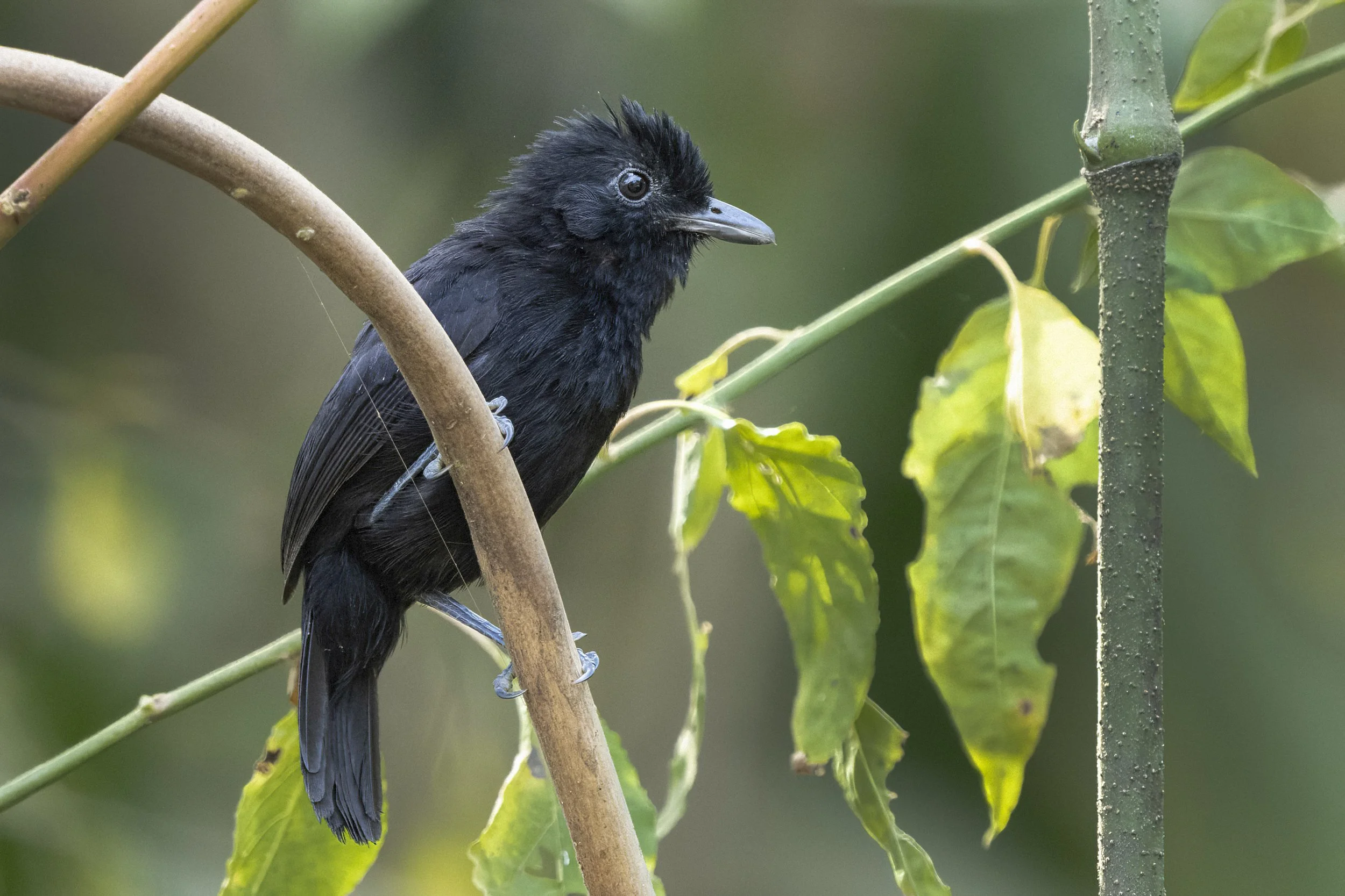 Black Antshrike