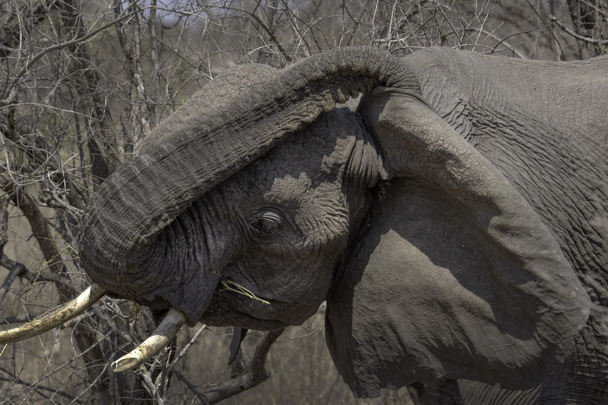 African Elephant