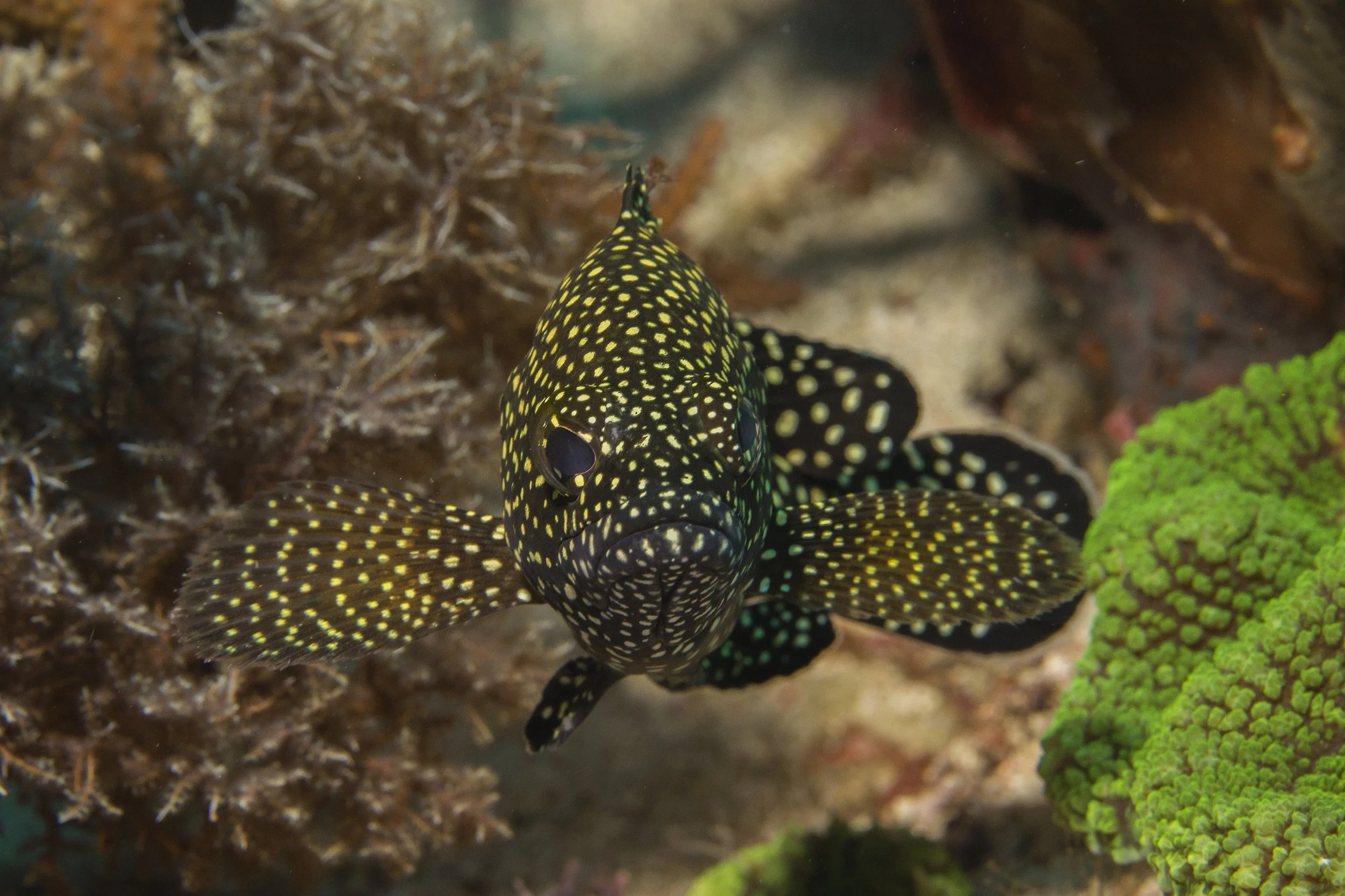 Komodo_DSC07333.jpg