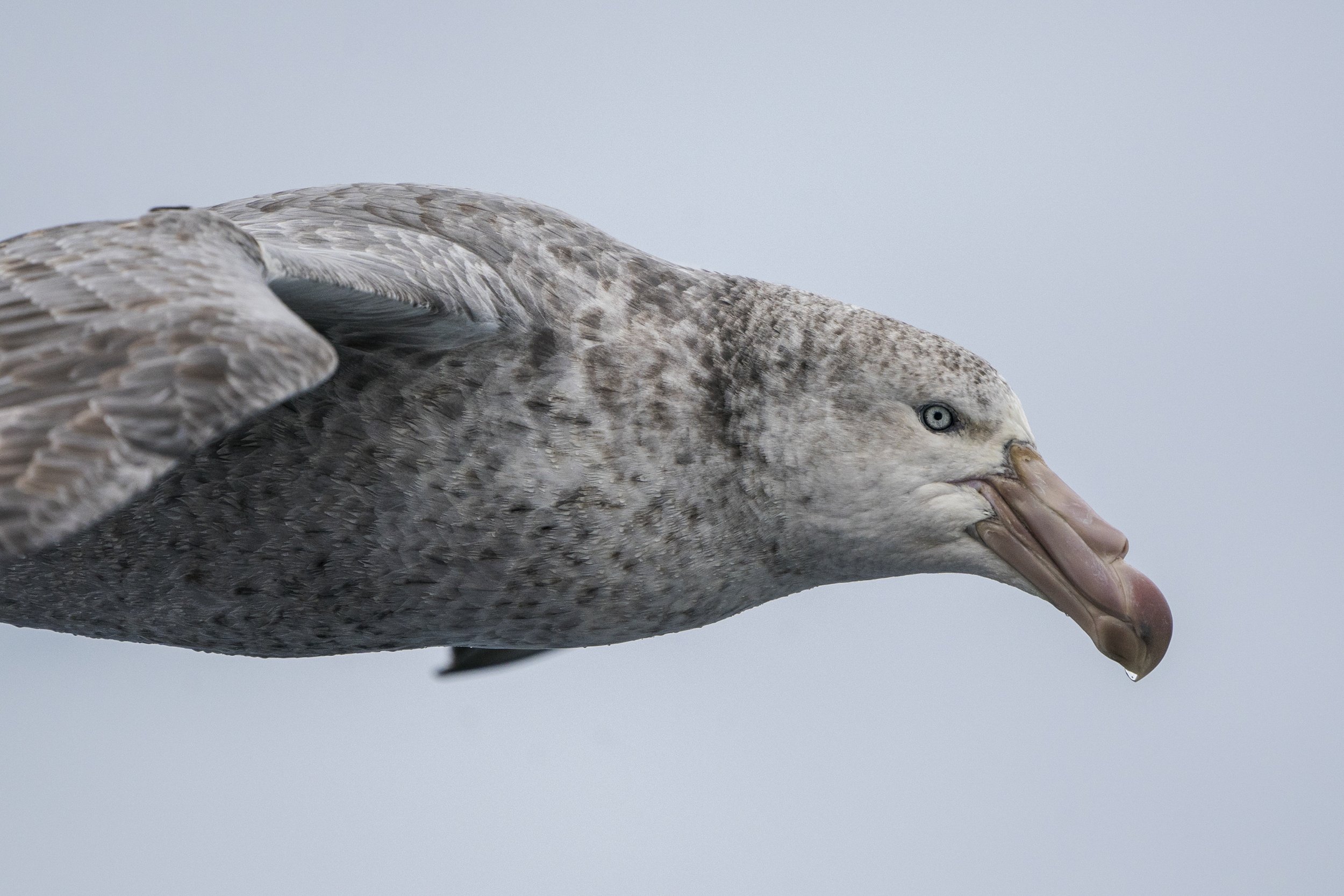 Northern Giant Petrel