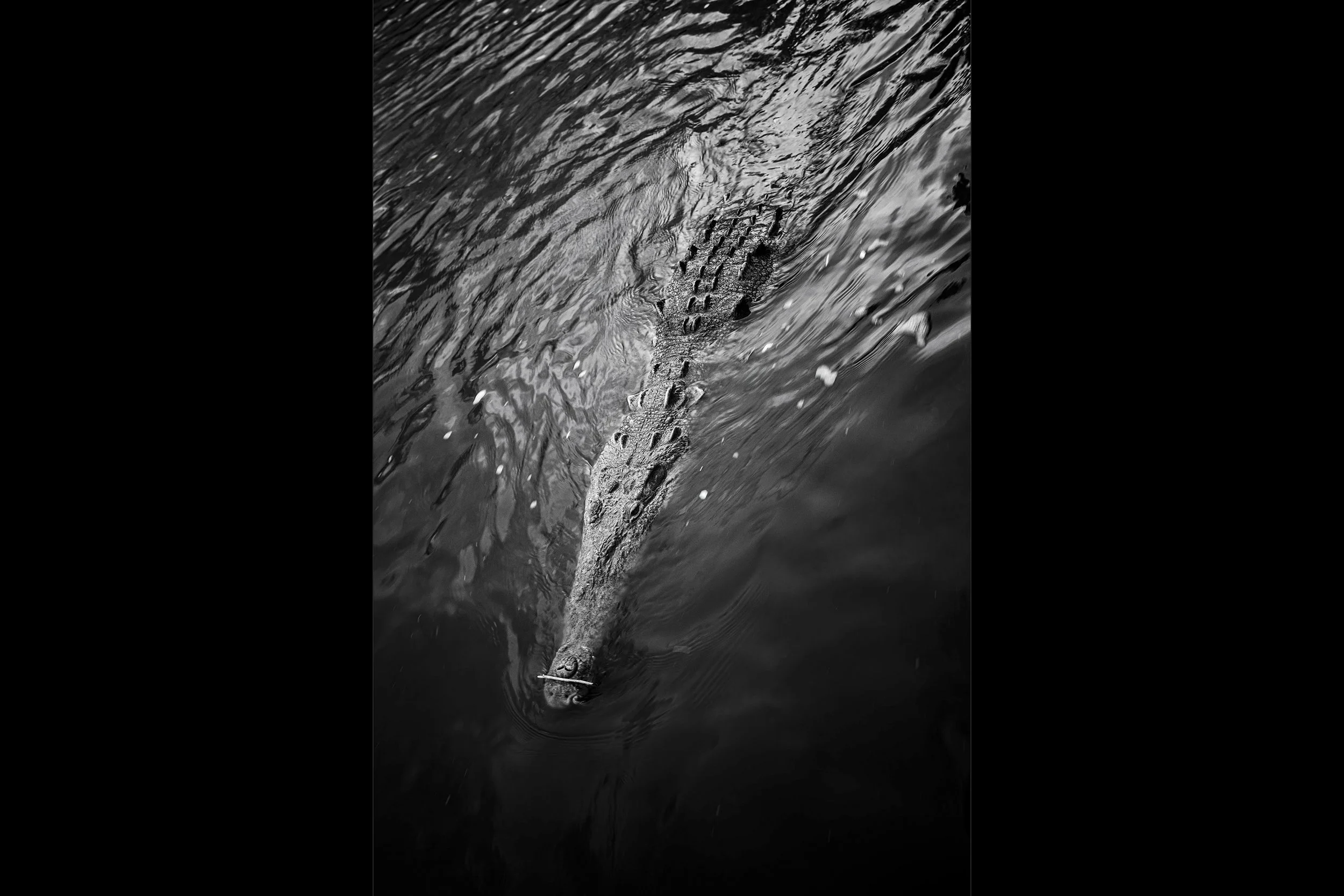 Crocodile
