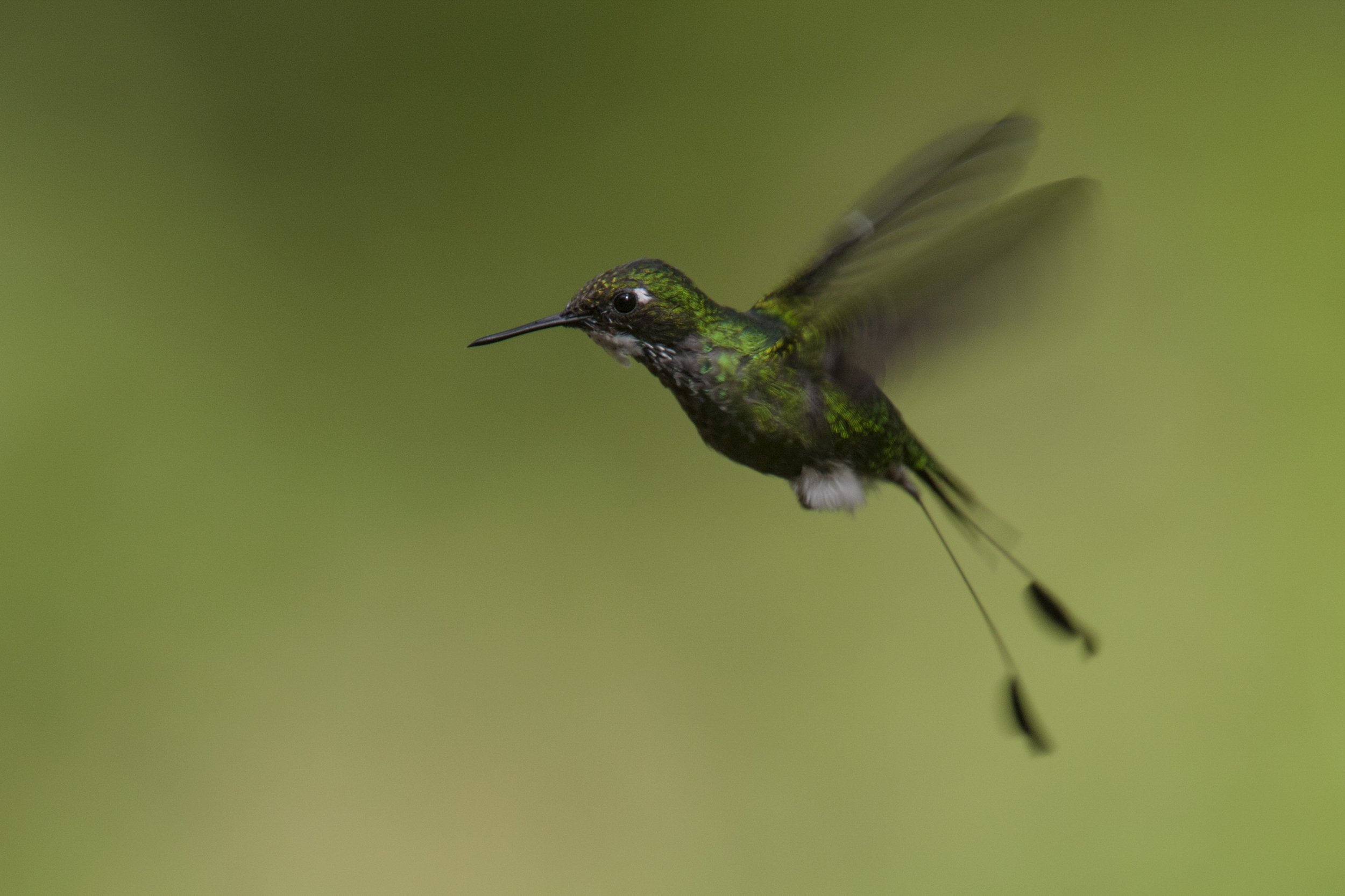 Booted Racket Tail