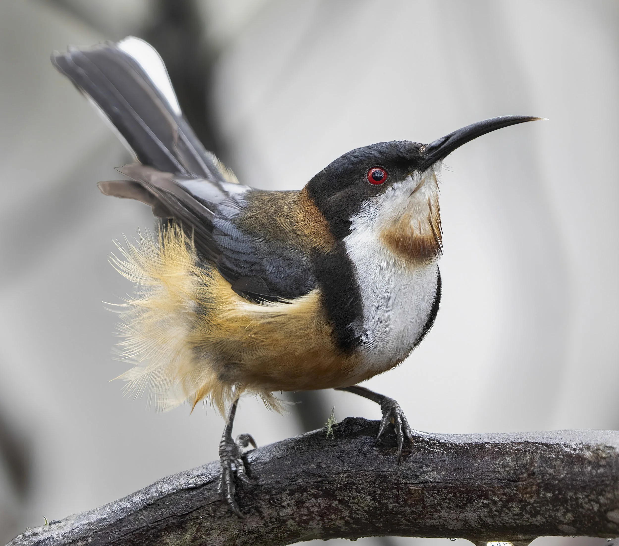 Eastern Spinebill