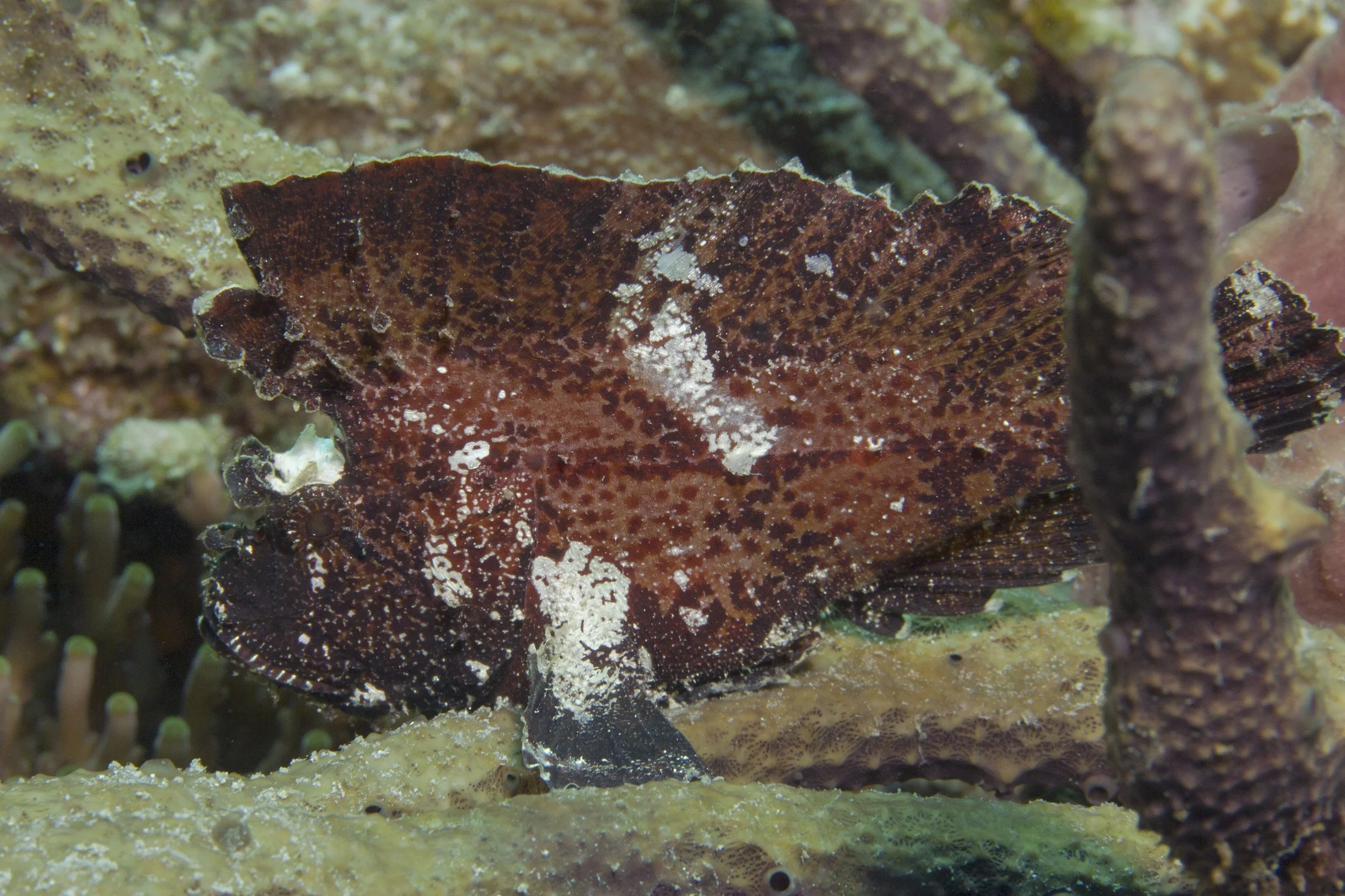 Halmahera_IMG_2873.jpg