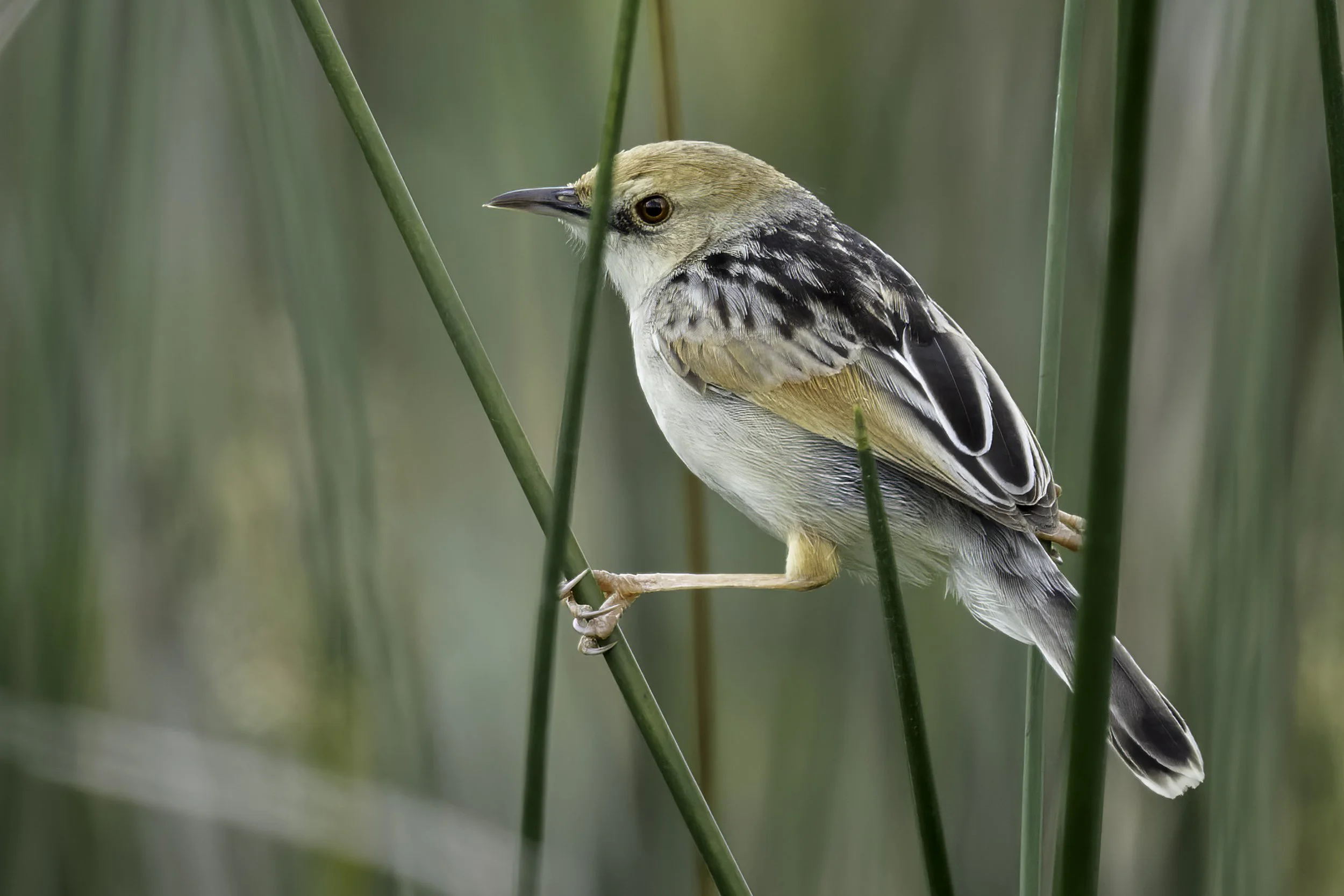 Levaillant's Cisticola