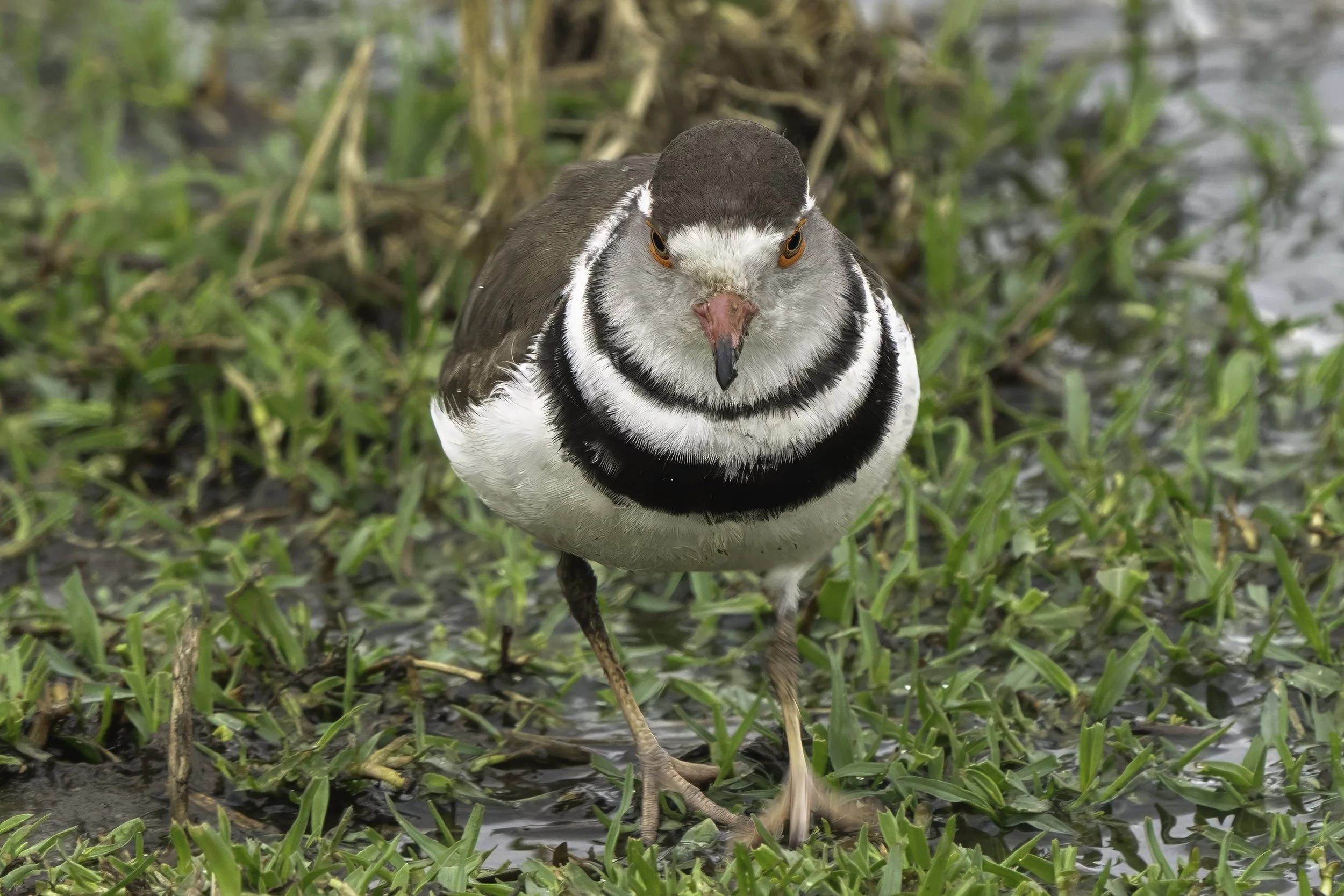 Three Banded Plover