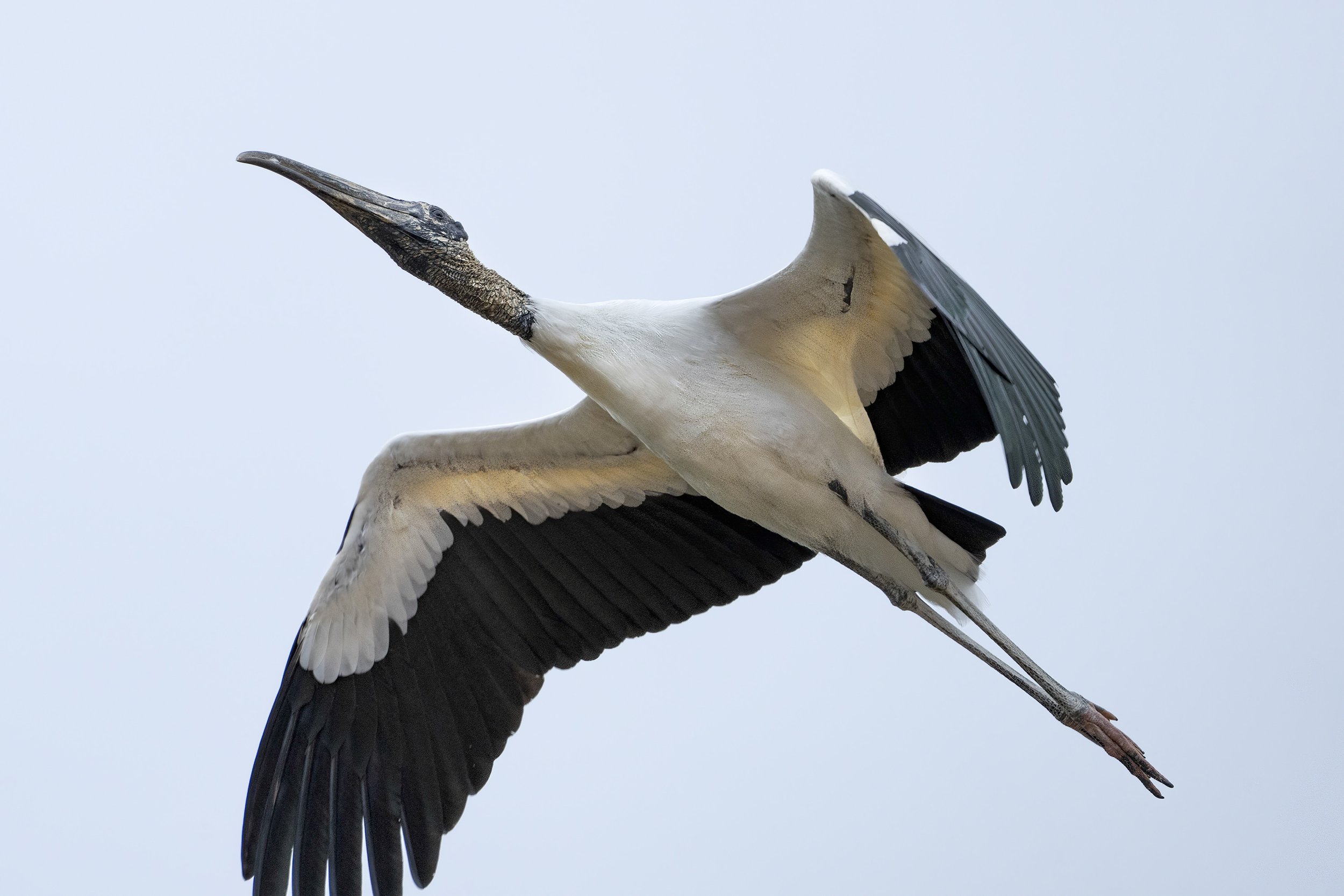 Wood Stork