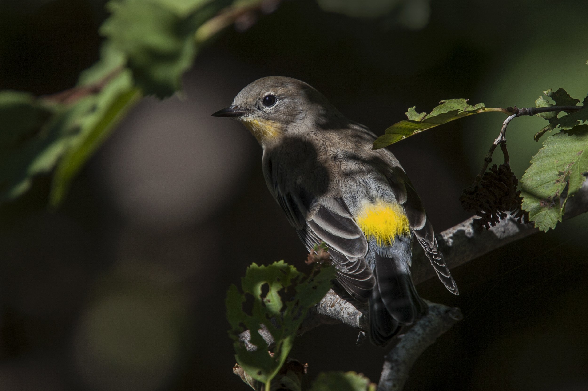 Yellow-rumped Warbler
