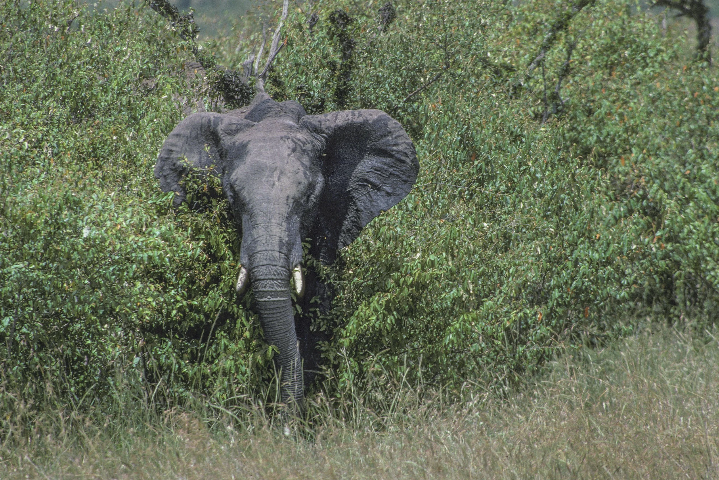 Elephant, Kenya