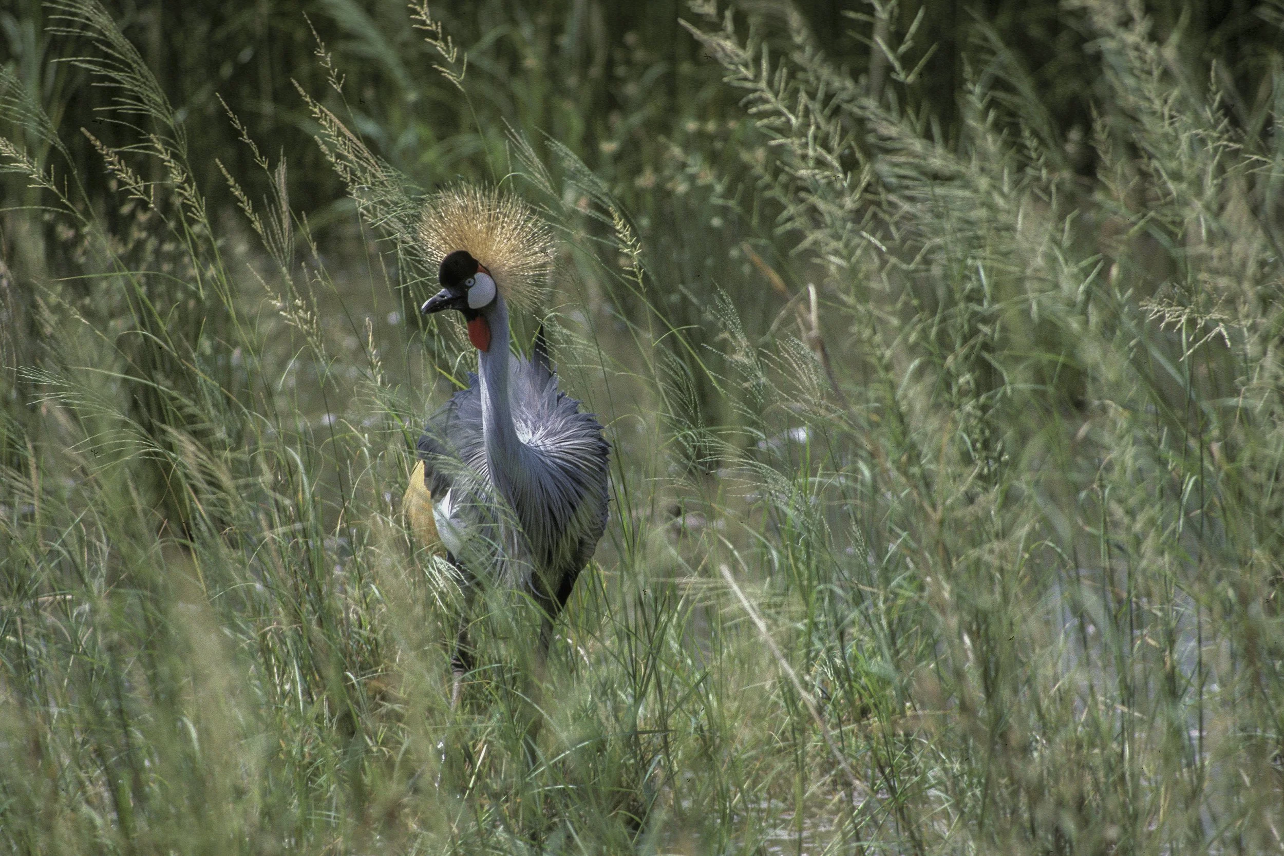 Grey Crowned Crane