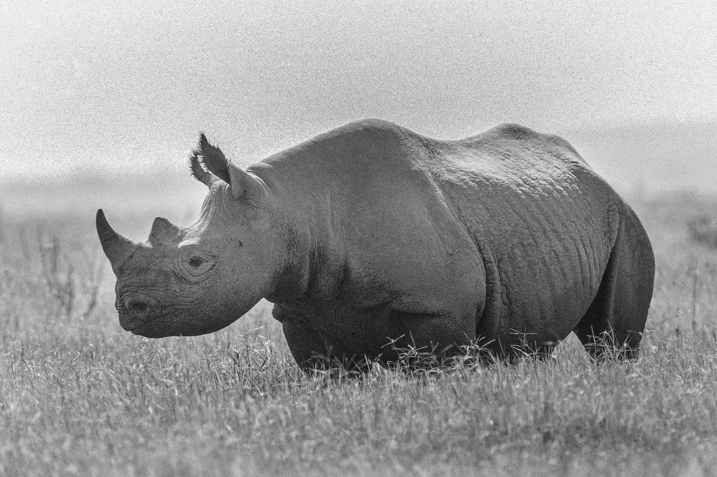 White Rhino