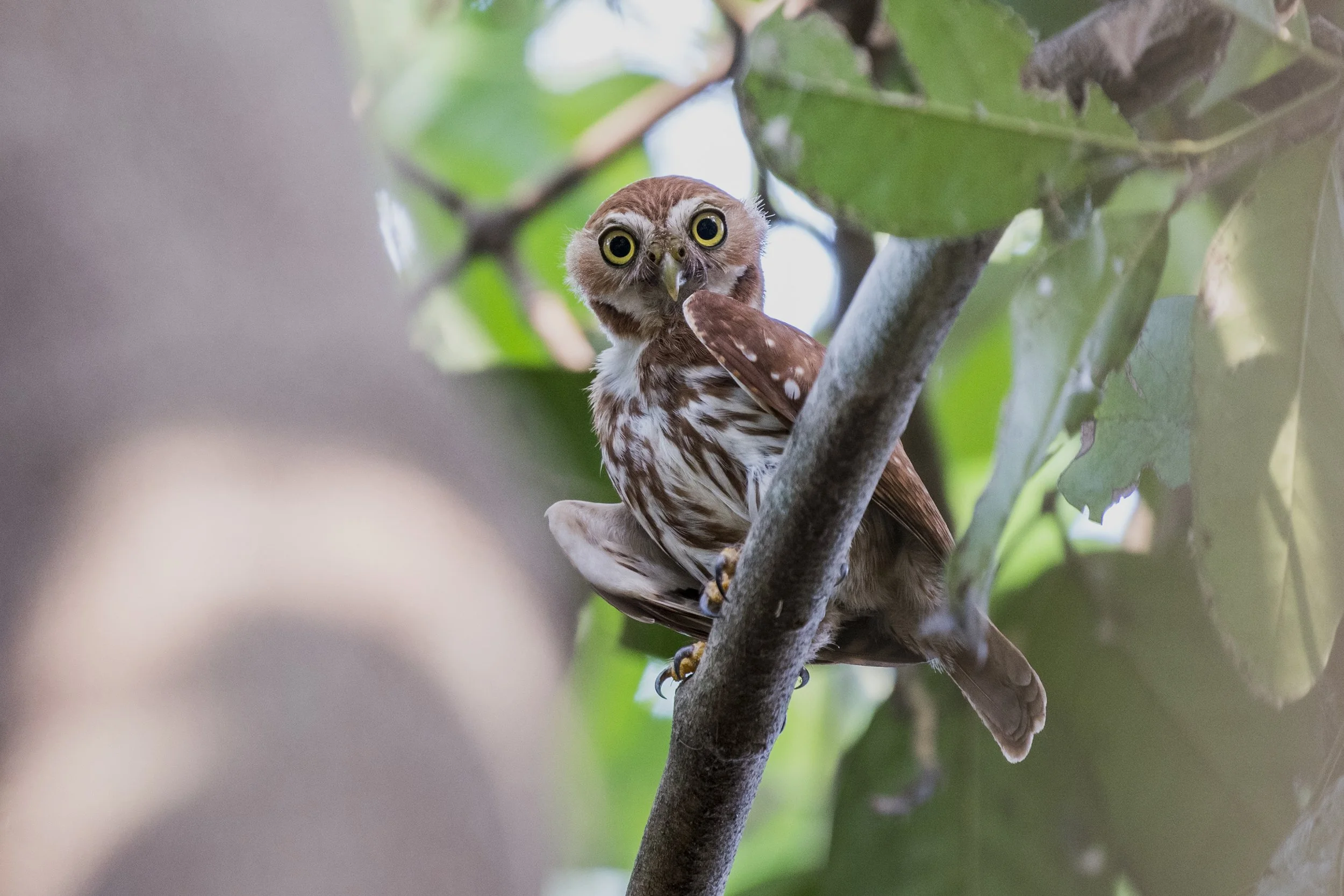 Ferruginous Pygmy Owl