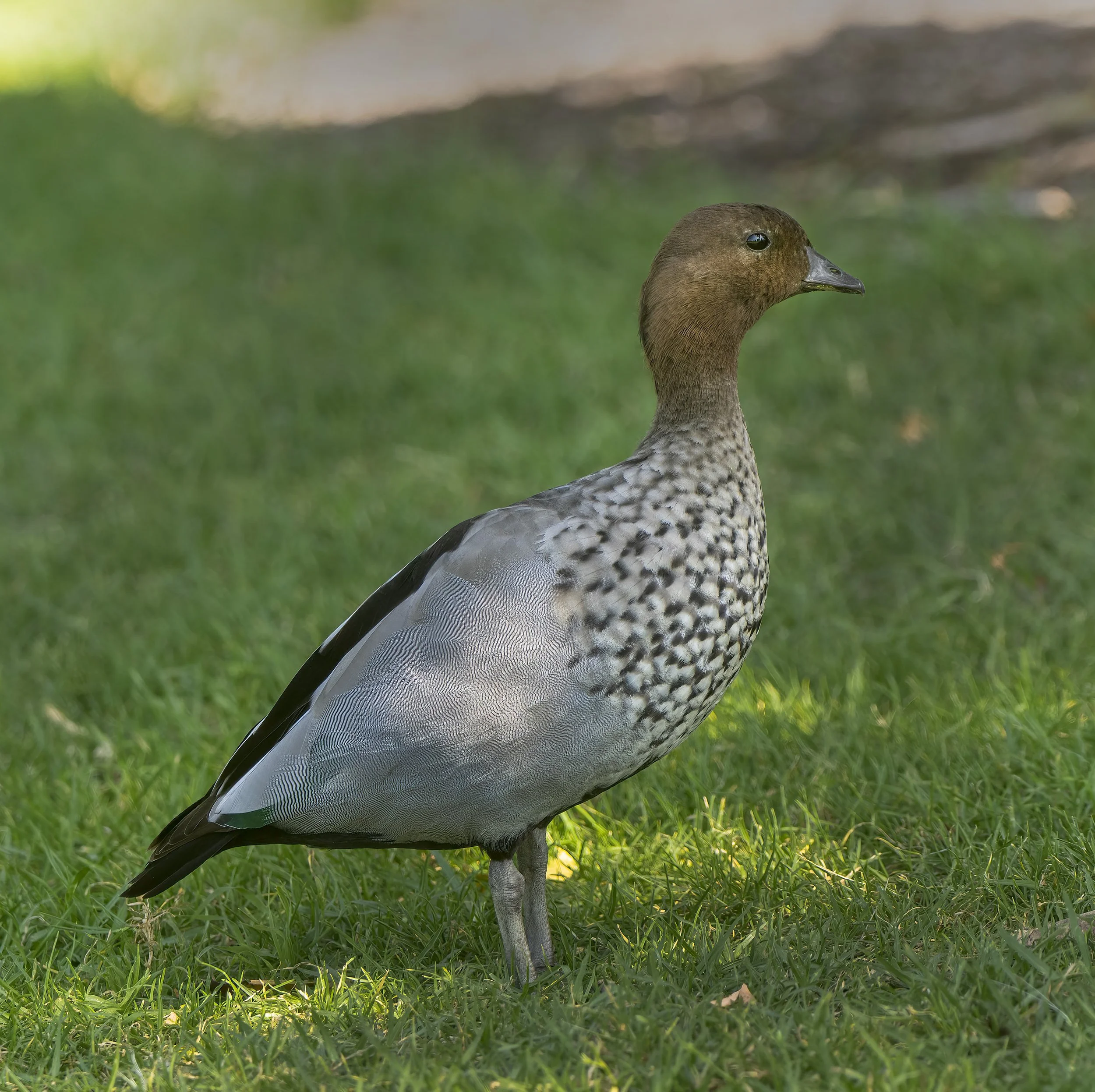 Maned Duck