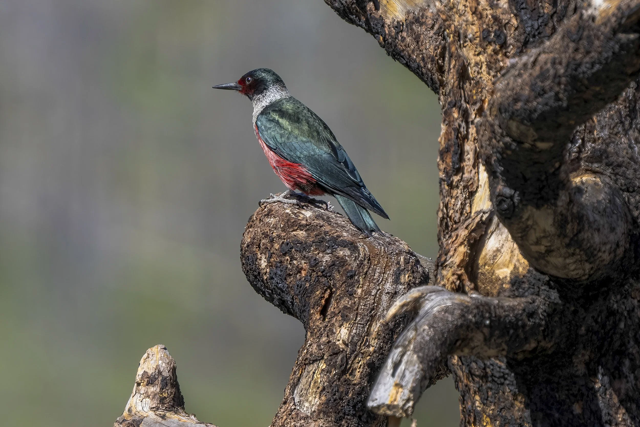 Lewis's Woodpecker