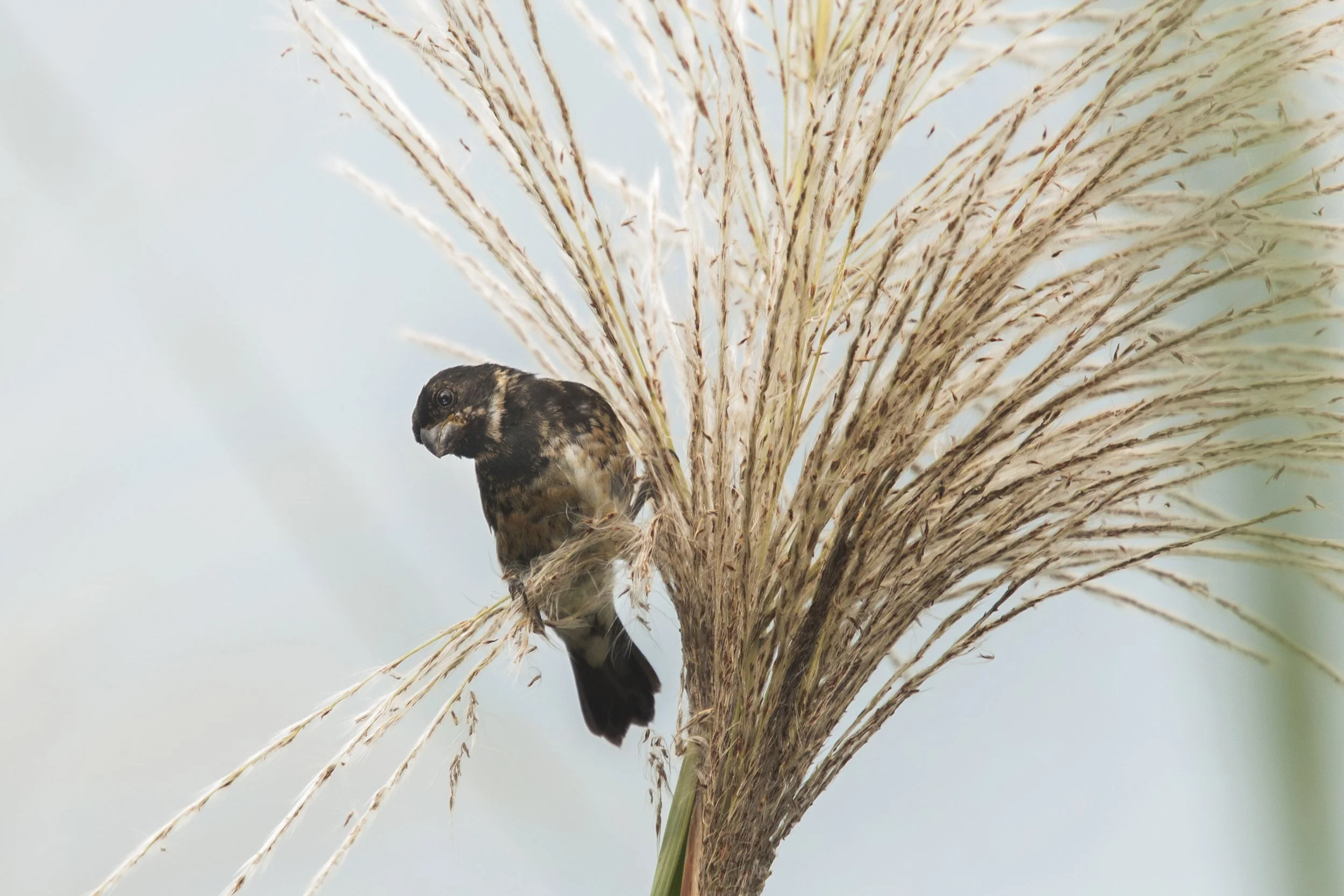 Variable Seedeater