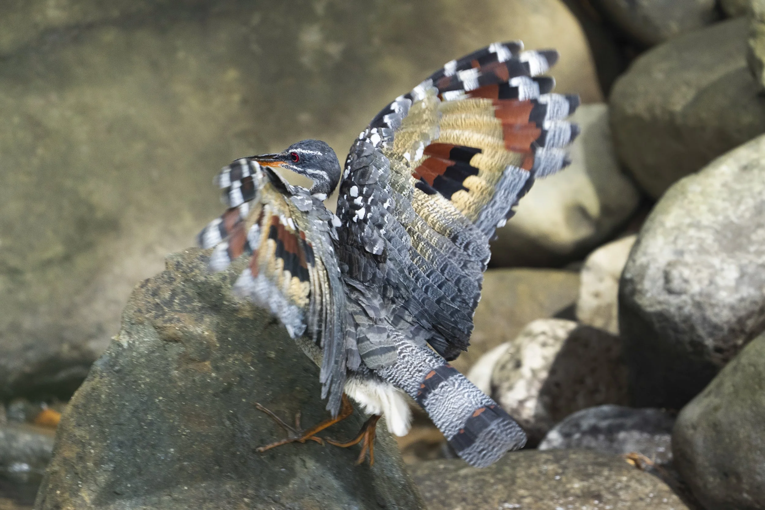 Sunbittern