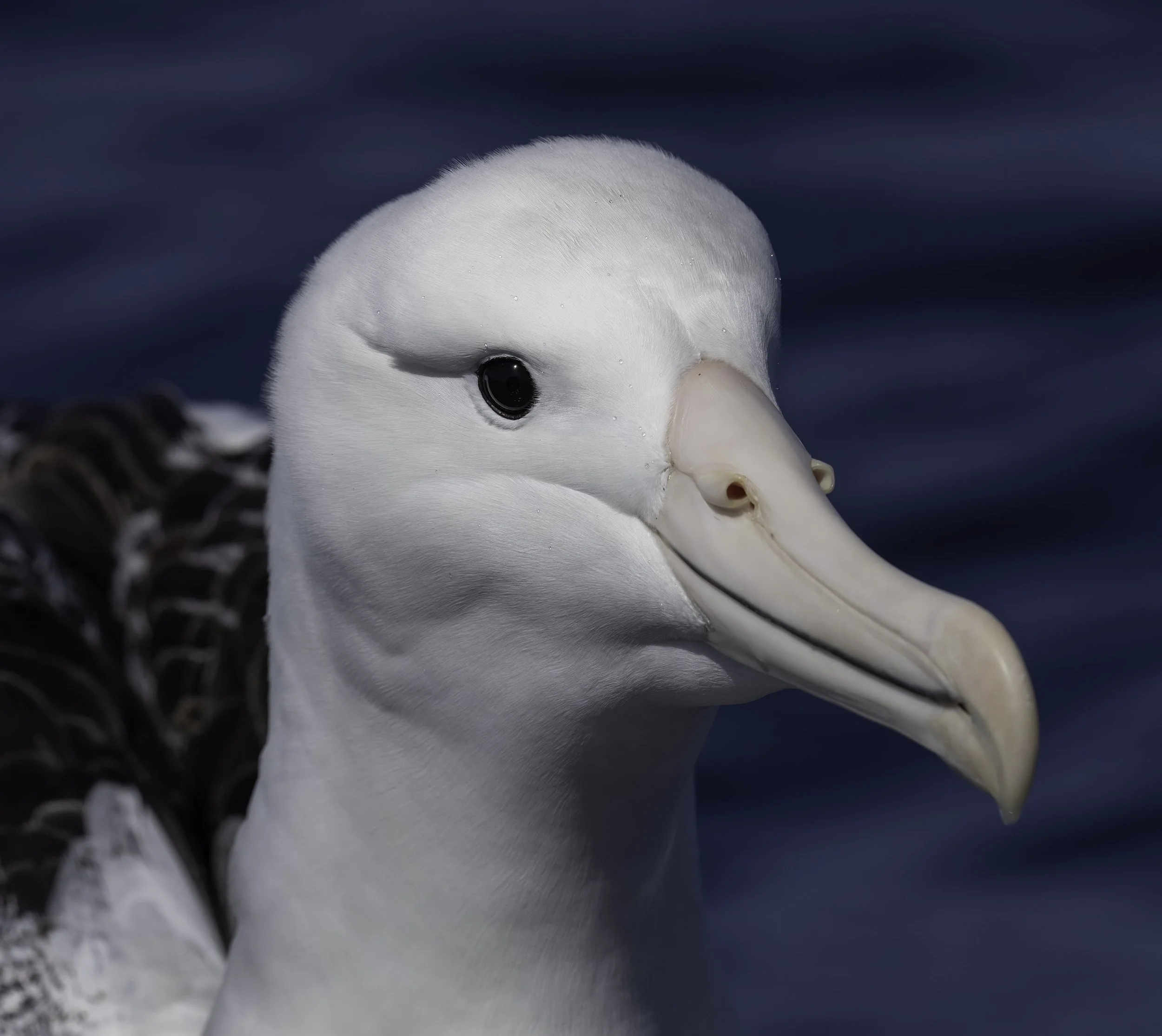 Southern Royal Albatross