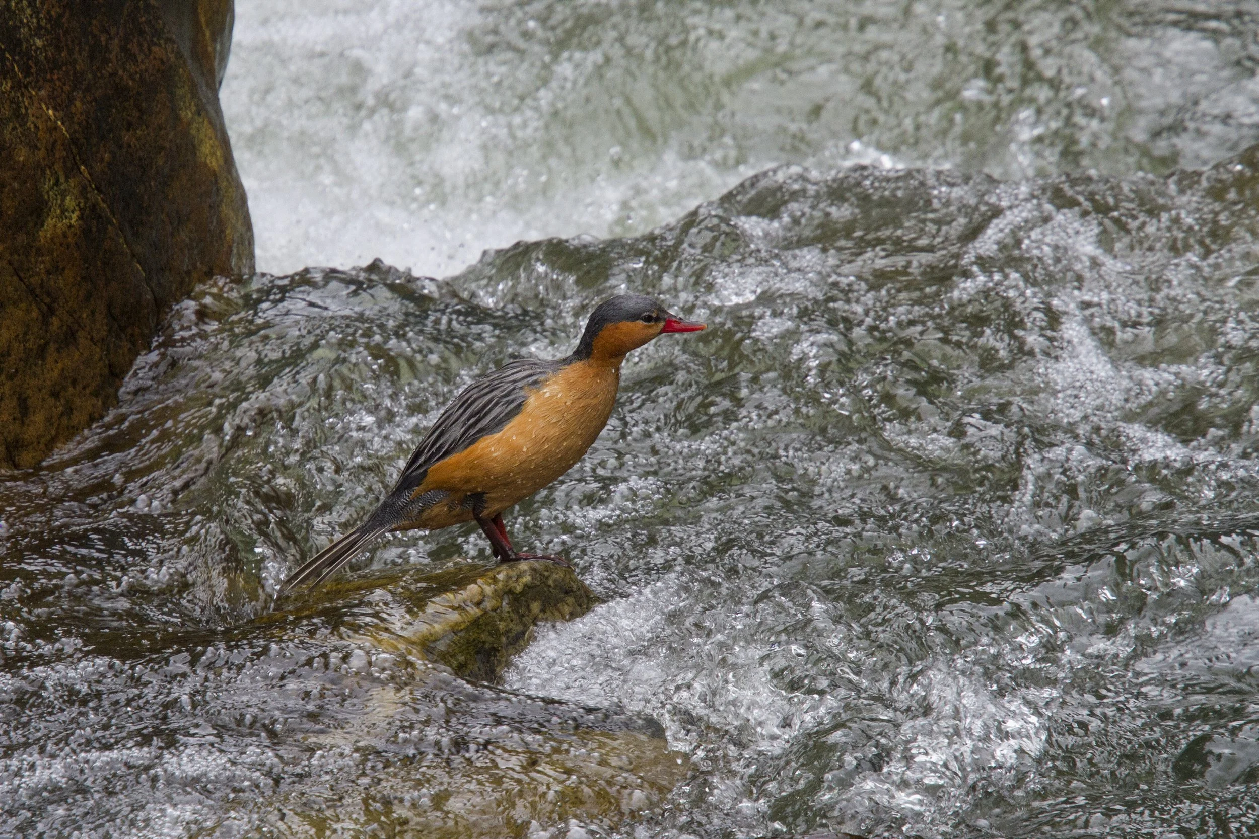 Torrent Duck