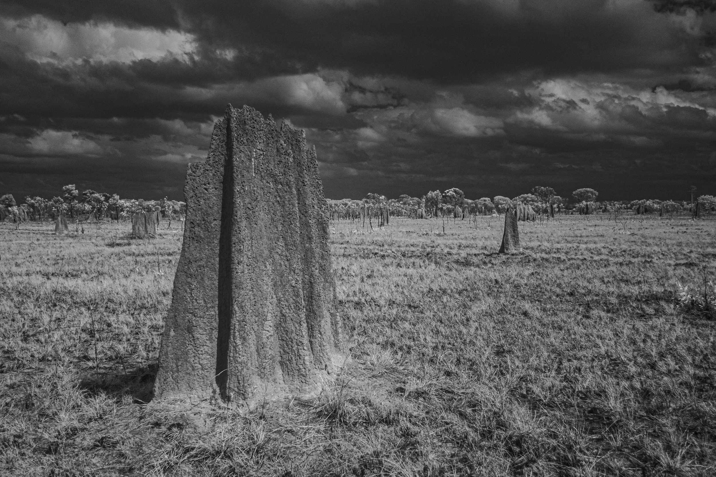 Termite Mounds