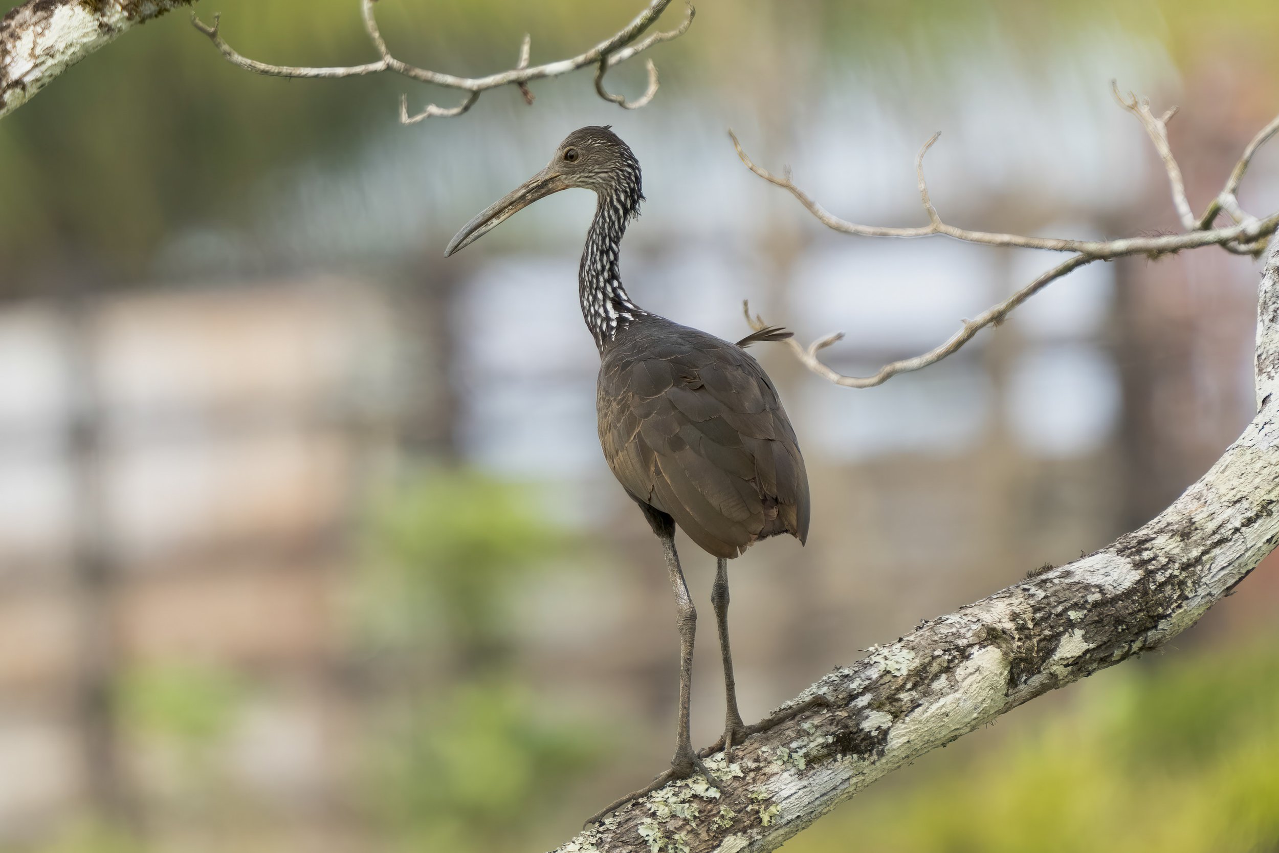 Limpkin