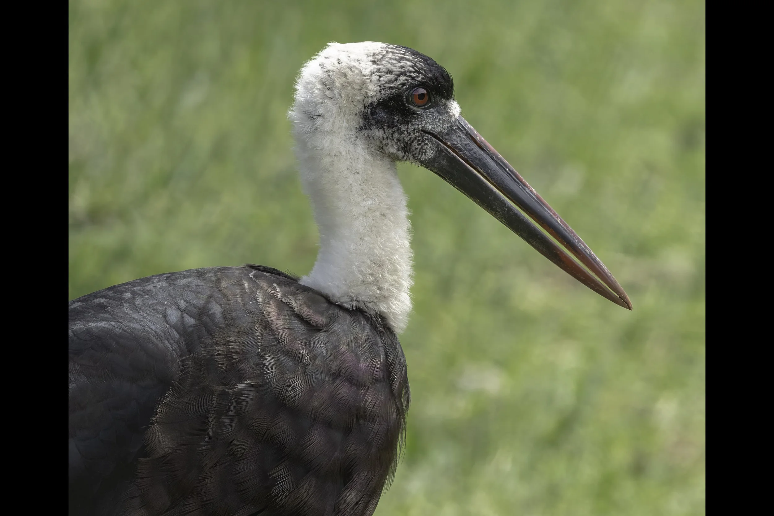 Woolly Necked Stork
