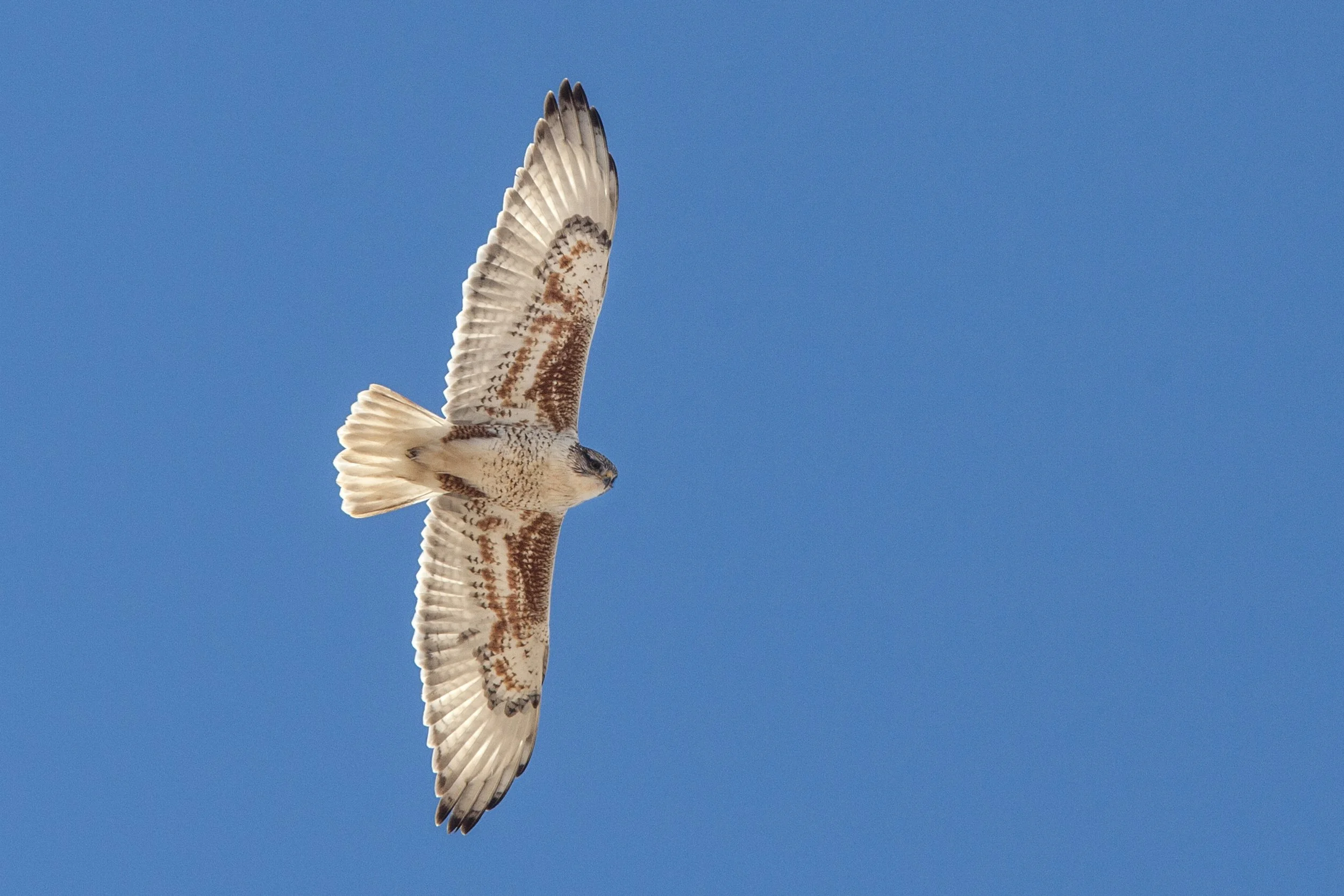 Ferruginous Hawk