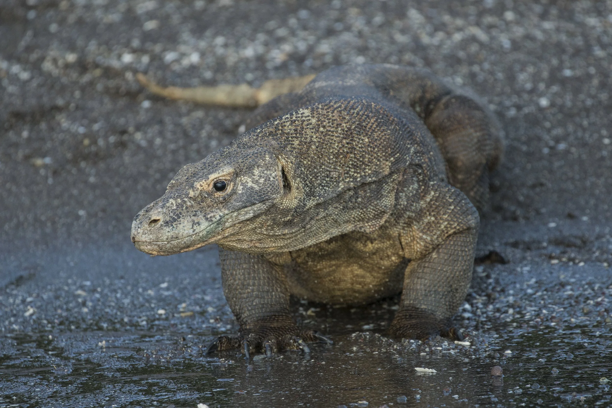 Komodo Dragon, Indonesia