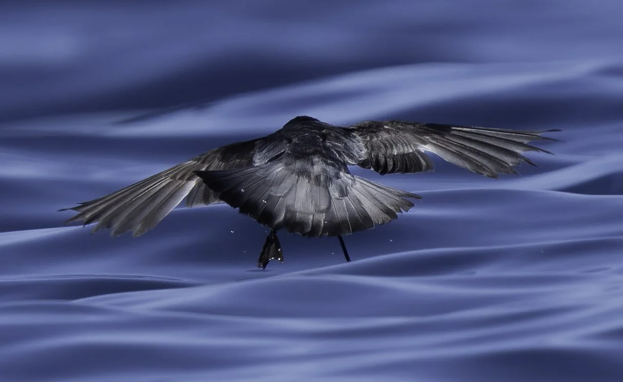 Gray Backed Storm Petrel
