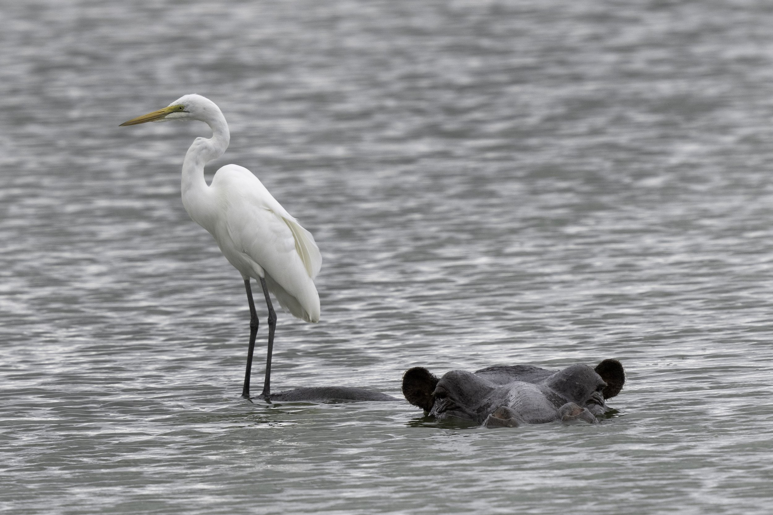 Great Egret with Hippo
