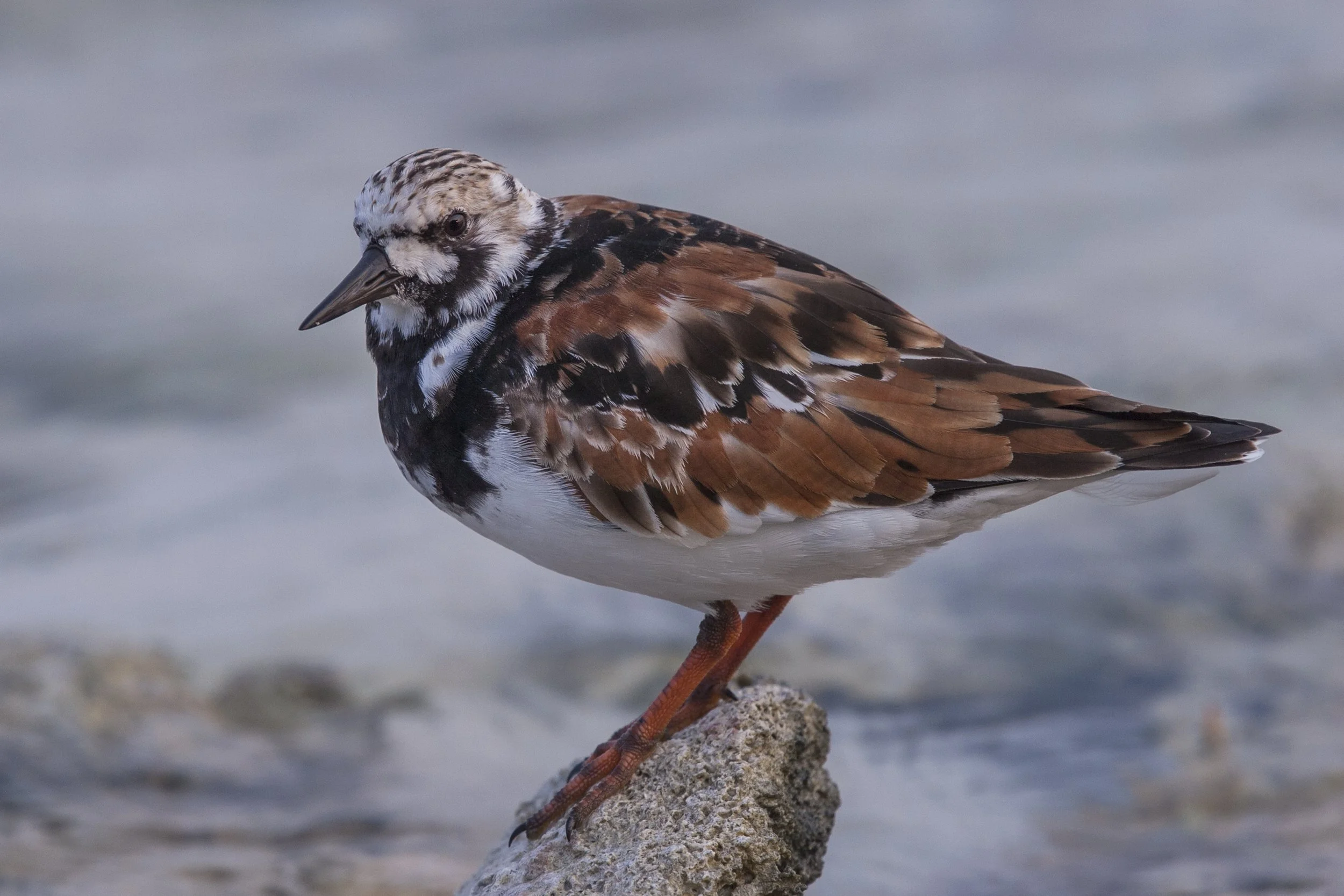 Ruddy Turnstone