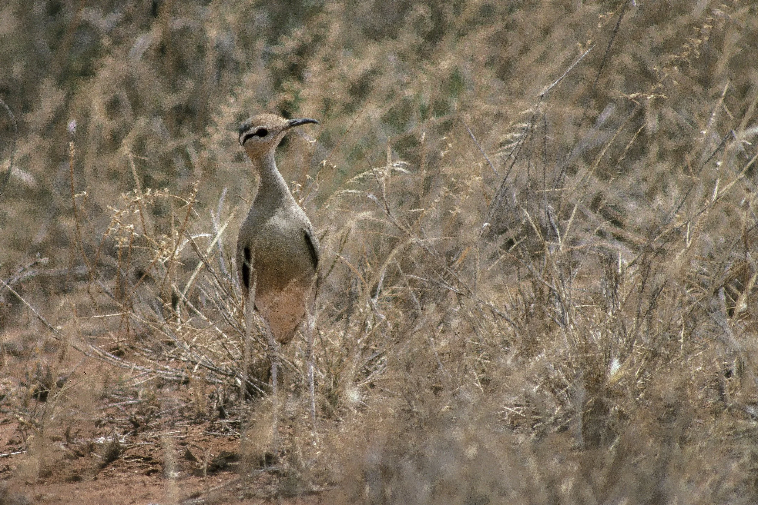 Cream Colored Courser