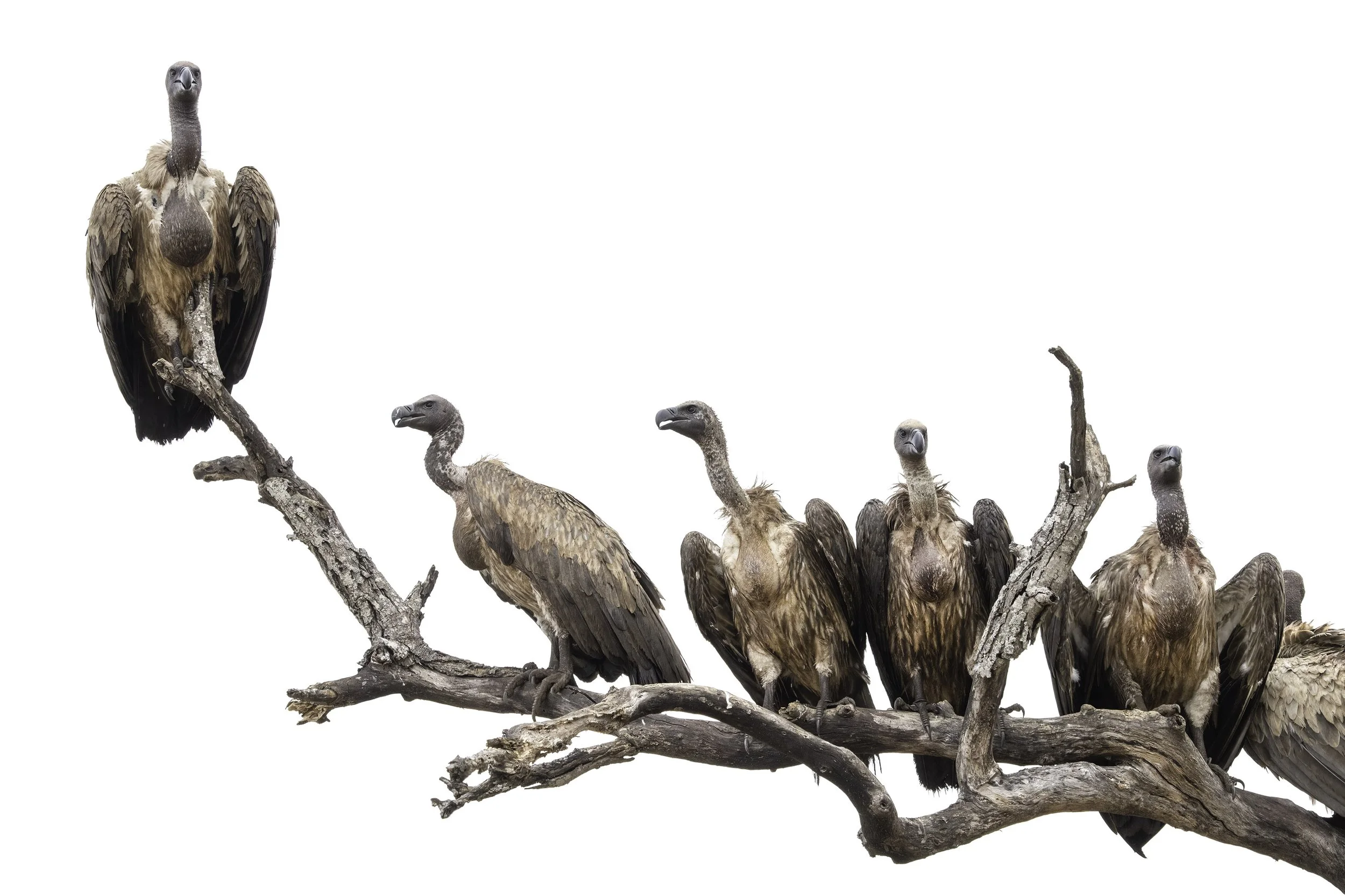 White Backed Vulture