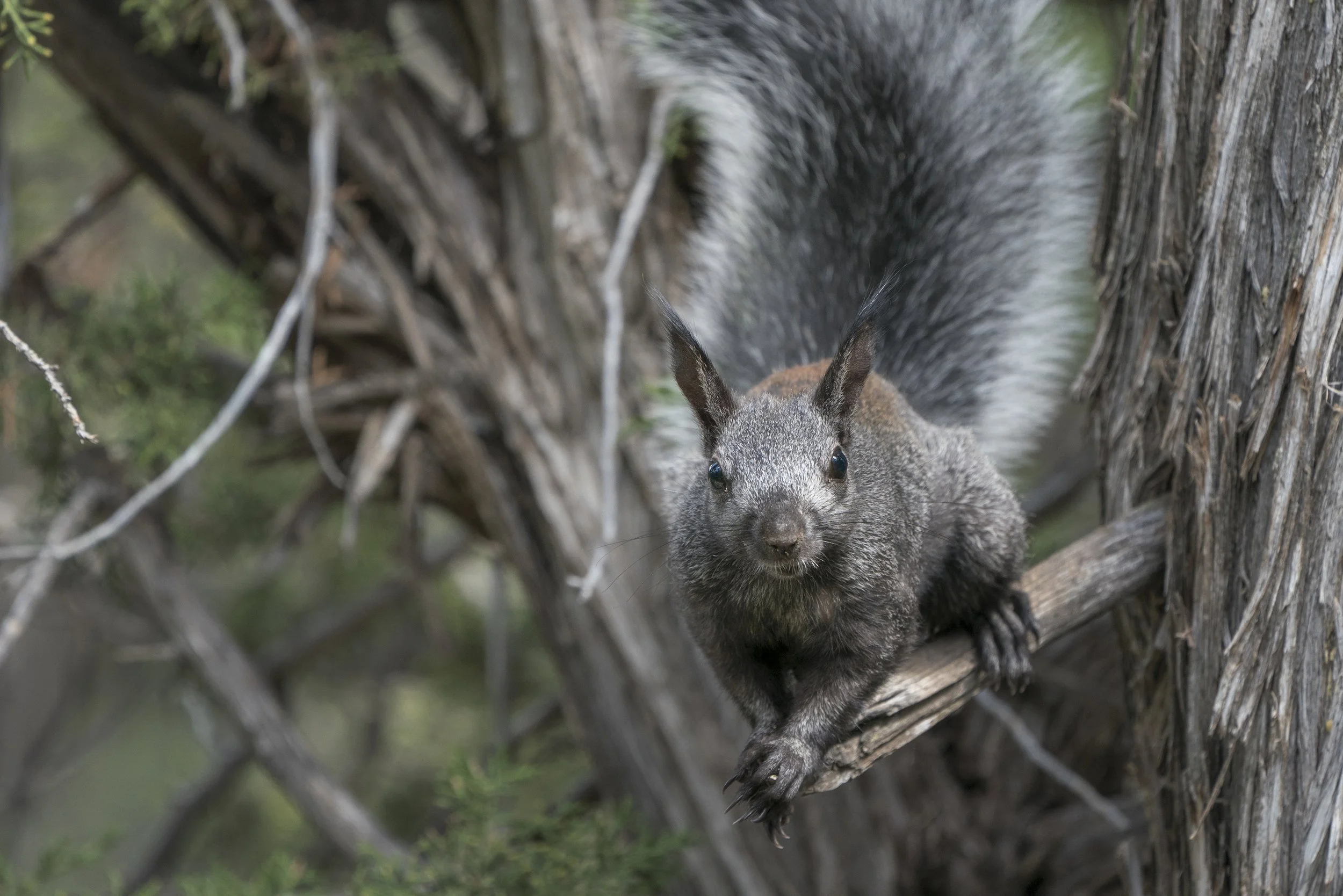 Abert's Squirrel, NM