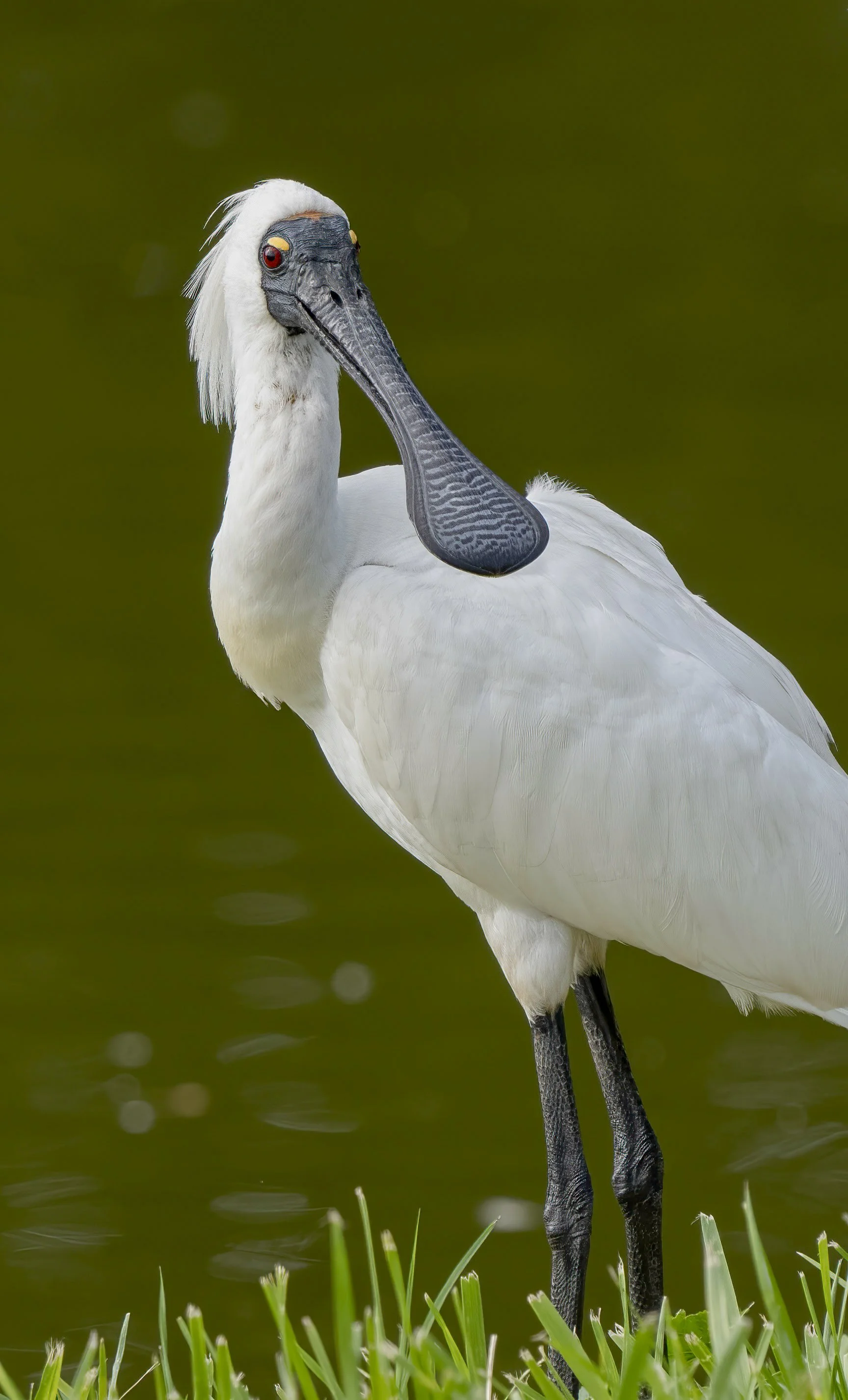 Royal Spoonbill