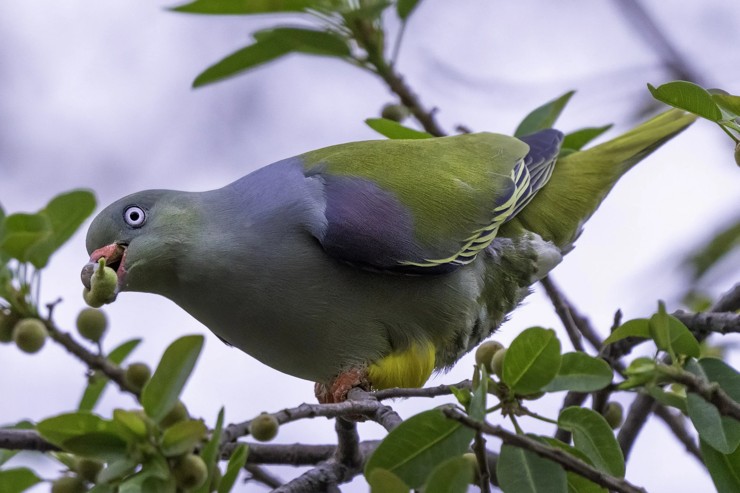 African Green Pigeon