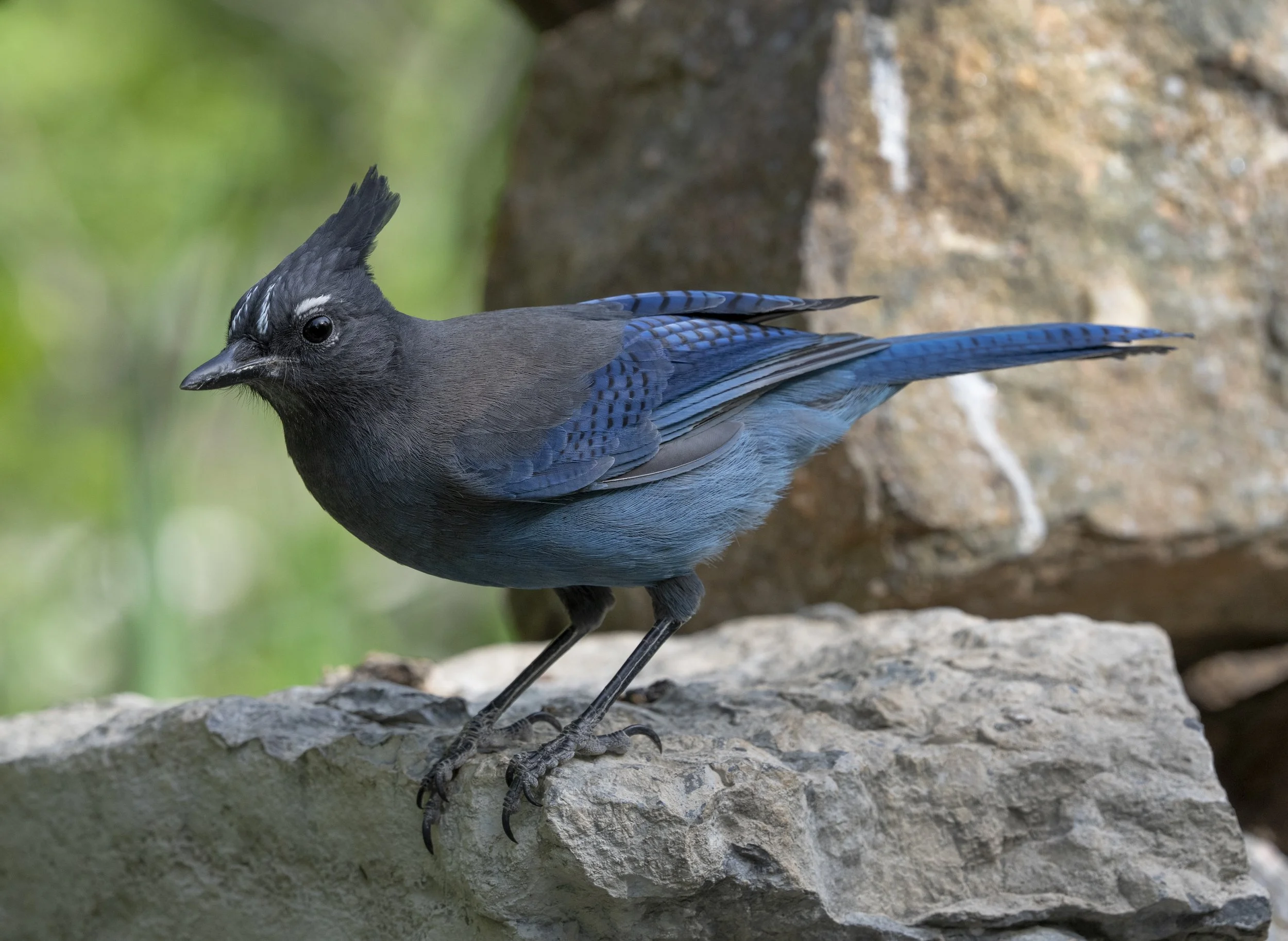 Stellar's Jay