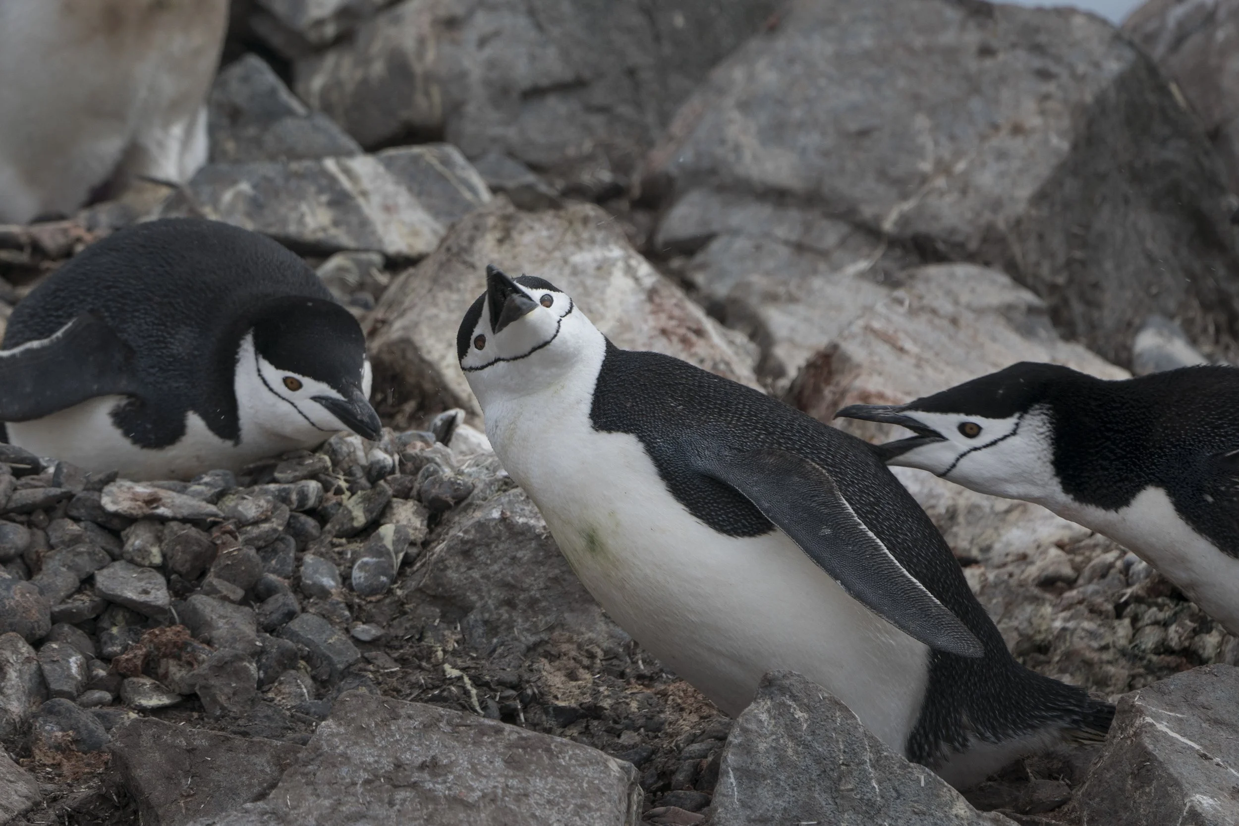 Chinstrap Penguin